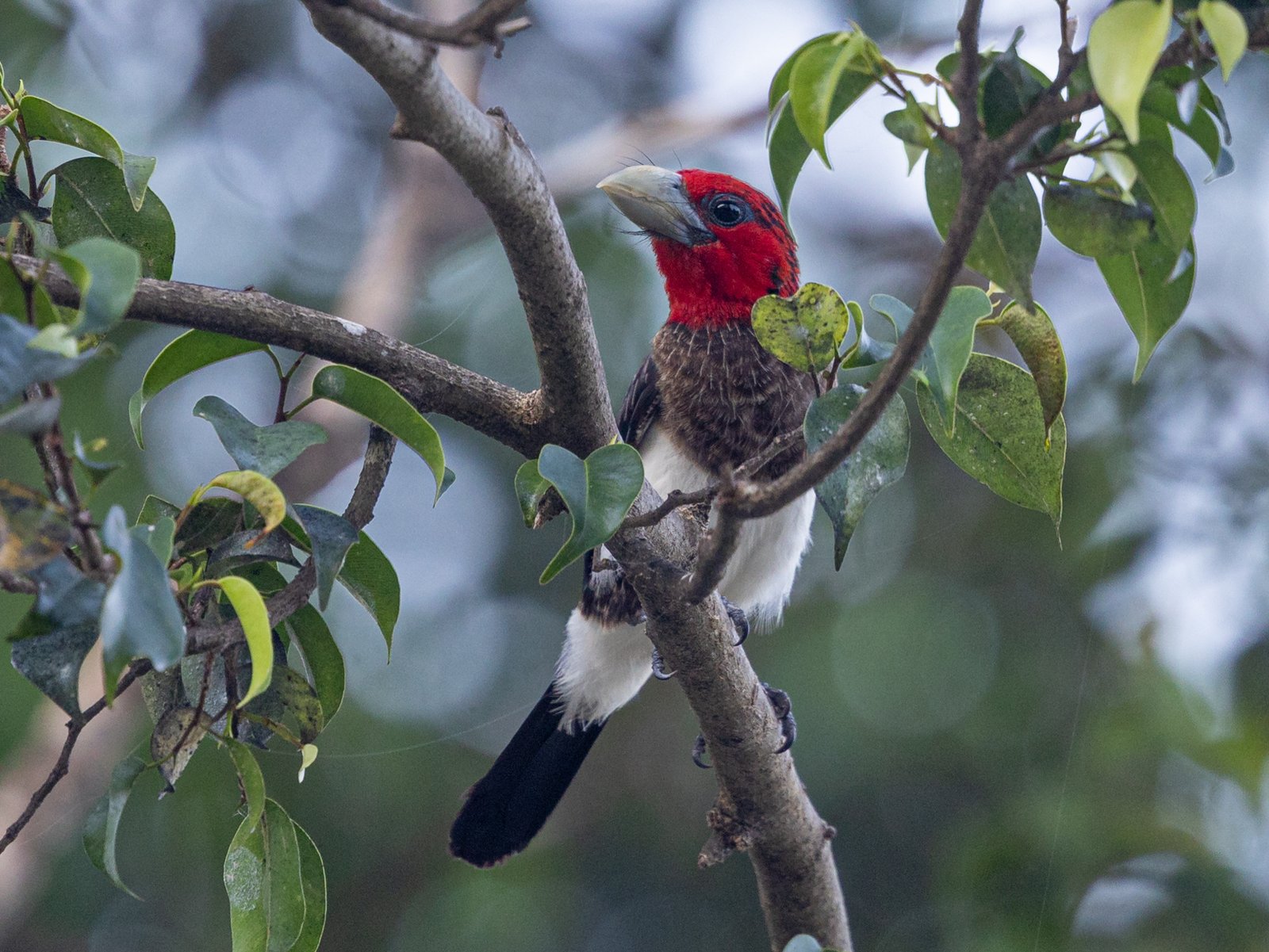 Bruinborstbaardvogel (Pogonornis melanopterus)
