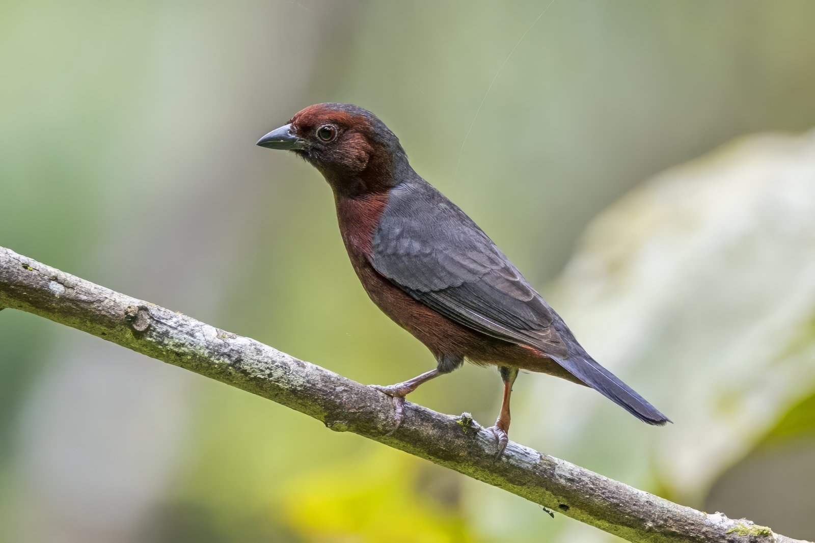 Bruinborstnigrita (Nigrita bicolor)