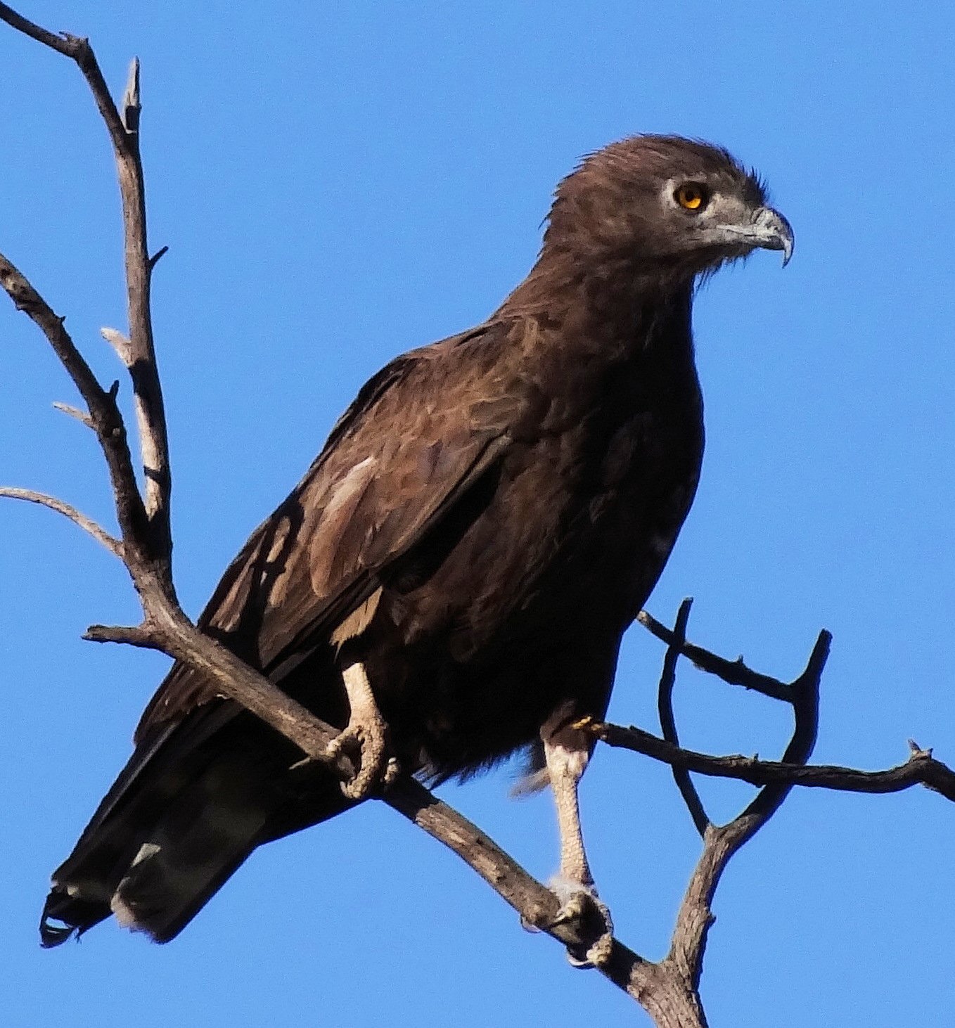 Bruine slangenarend (Circaetus cinereus)