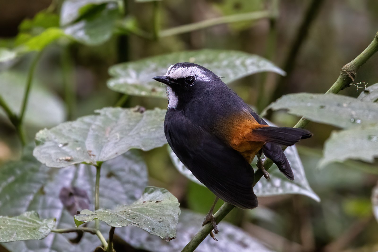 Bruinflankjanfrederik (Dessonornis anomalus)