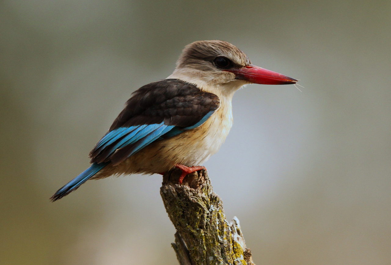 Bruinkapijsvogel (Halcyon albiventris)