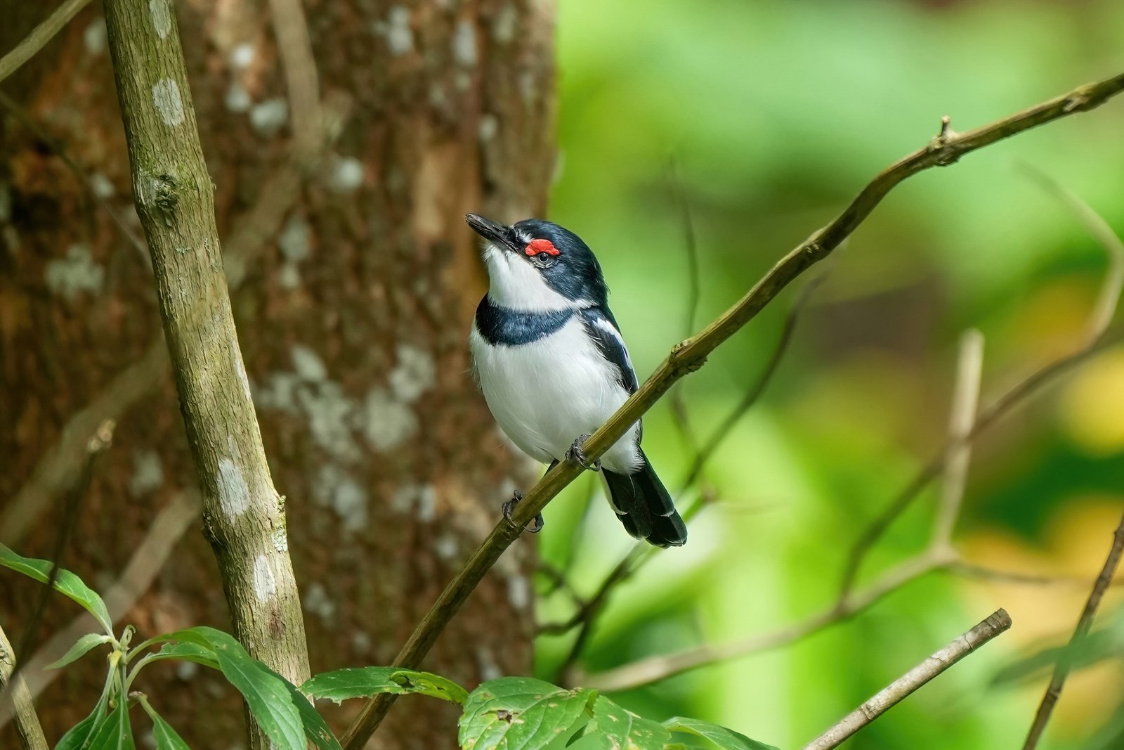 Bruinkeellelvliegenvanger (Platysteira cyanea)
