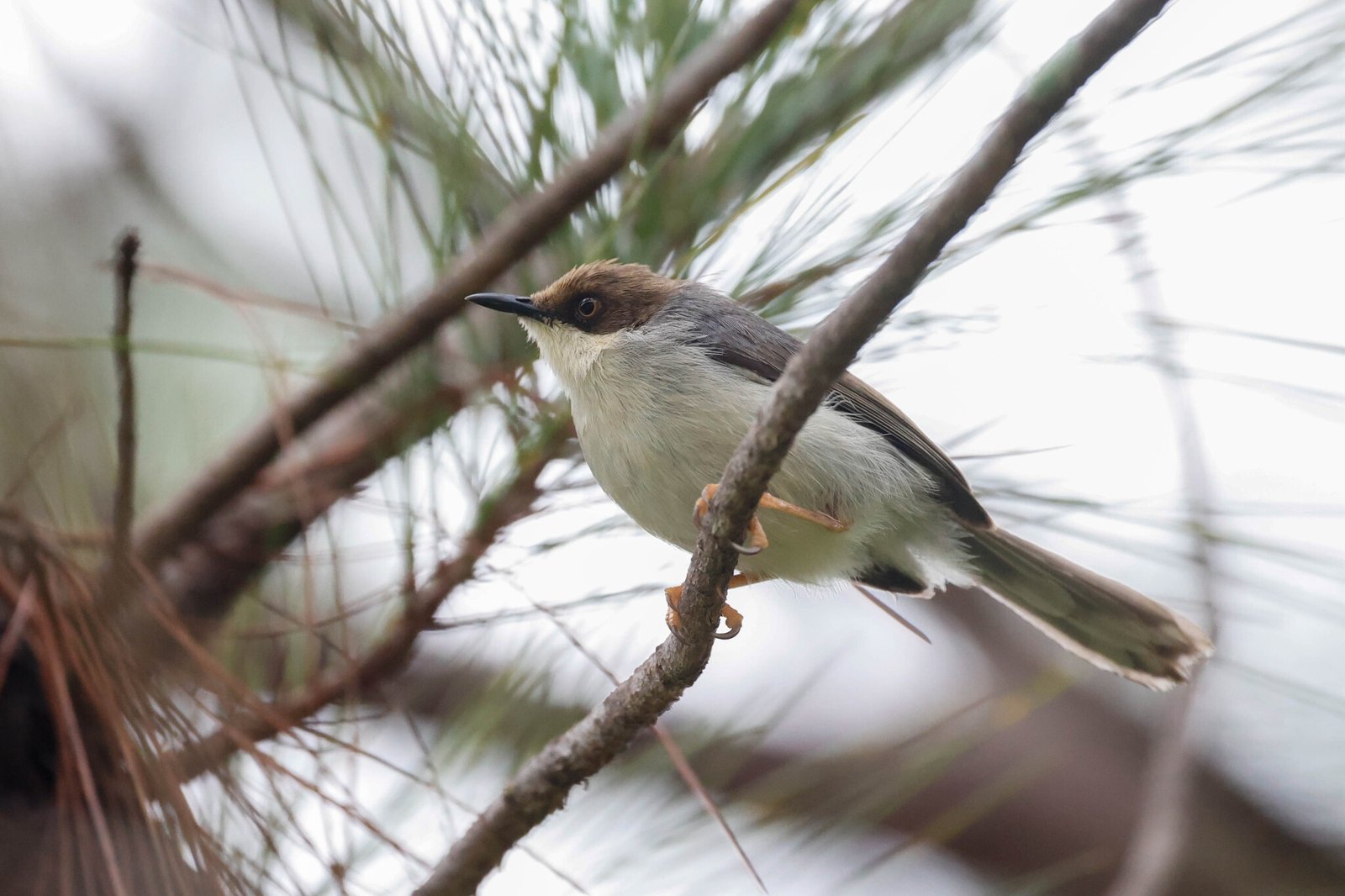 Bruinkopapalis (Apalis alticola)