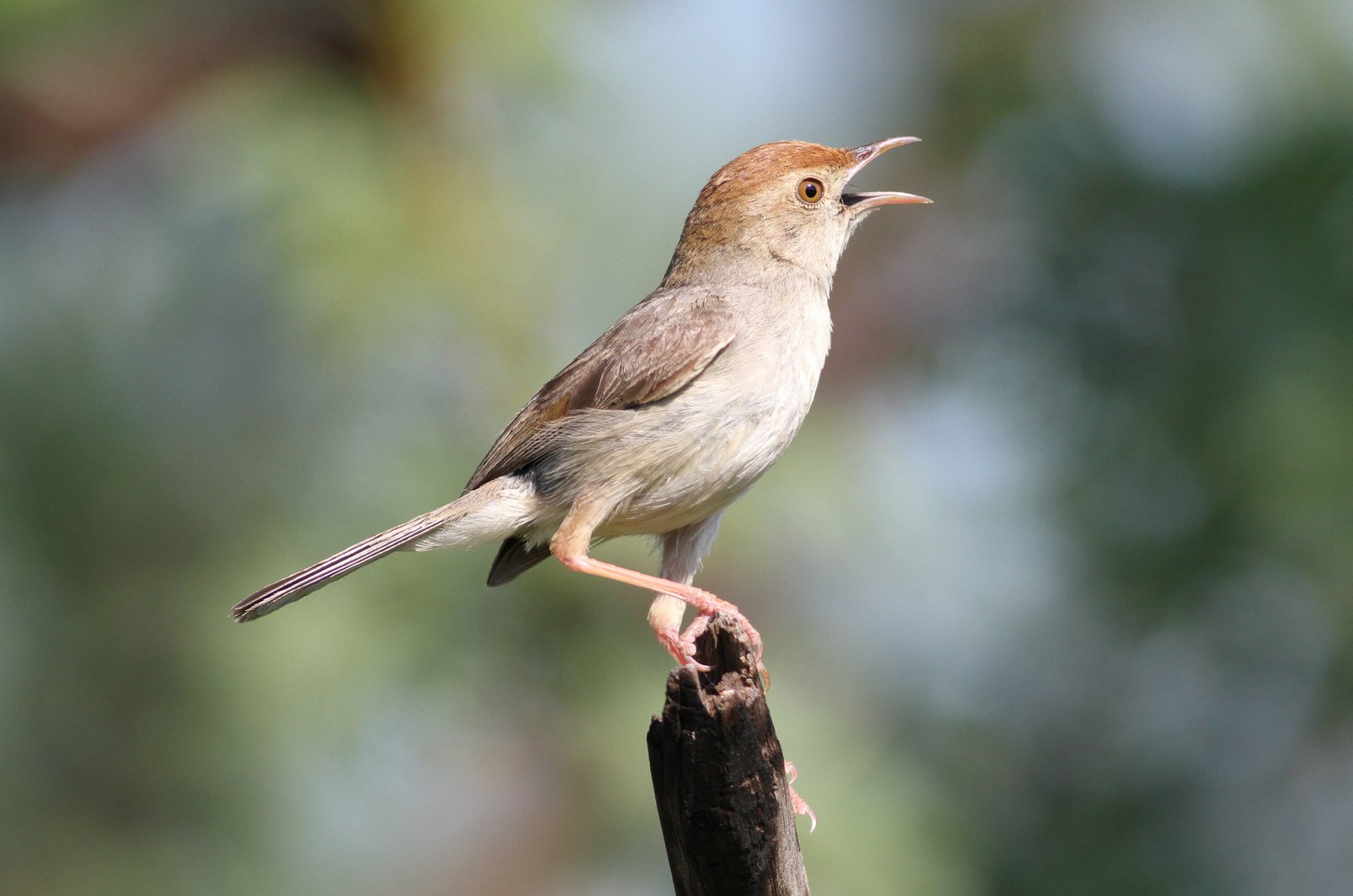 Bruinkopgraszanger (Cisticola fulvicapilla)