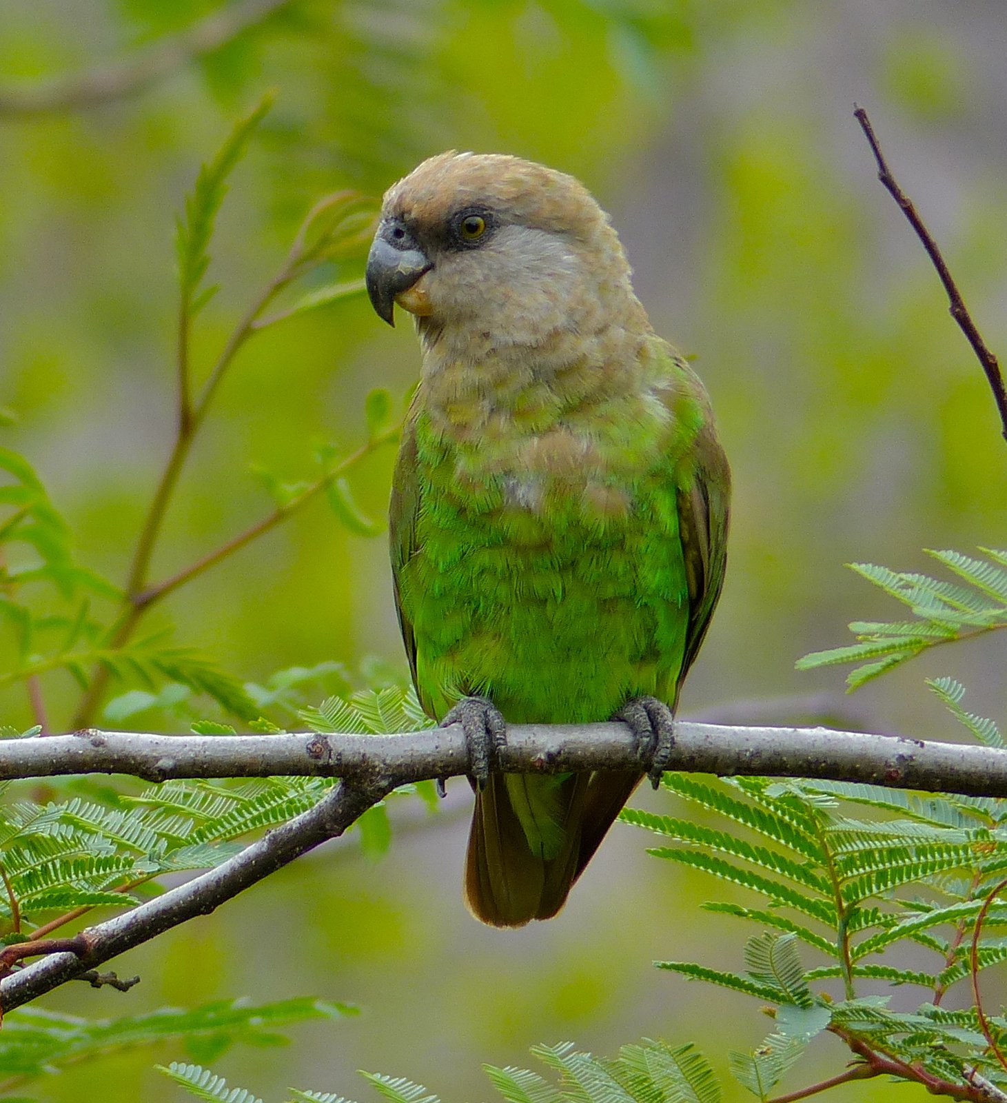 Bruinkoppapegaai (Poicephalus cryptoxanthus)