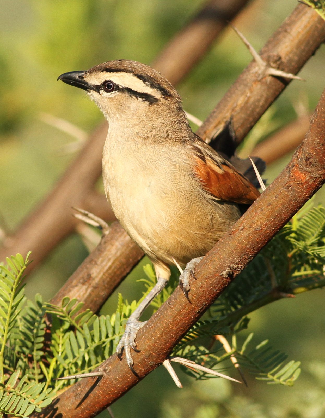 Bruinkoptsjagra (Tchagra australis)