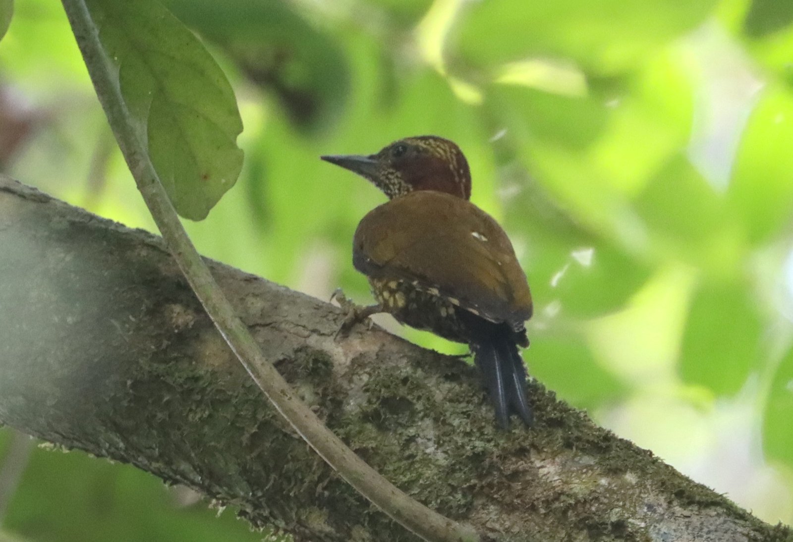 Bruinoorspecht (Pardipicus caroli)