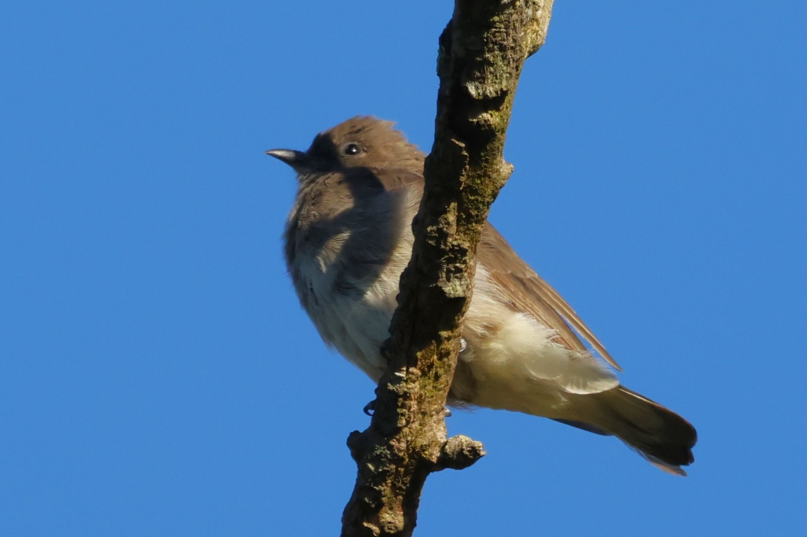 Bruinrughoningspeurder (Prodotiscus regulus)