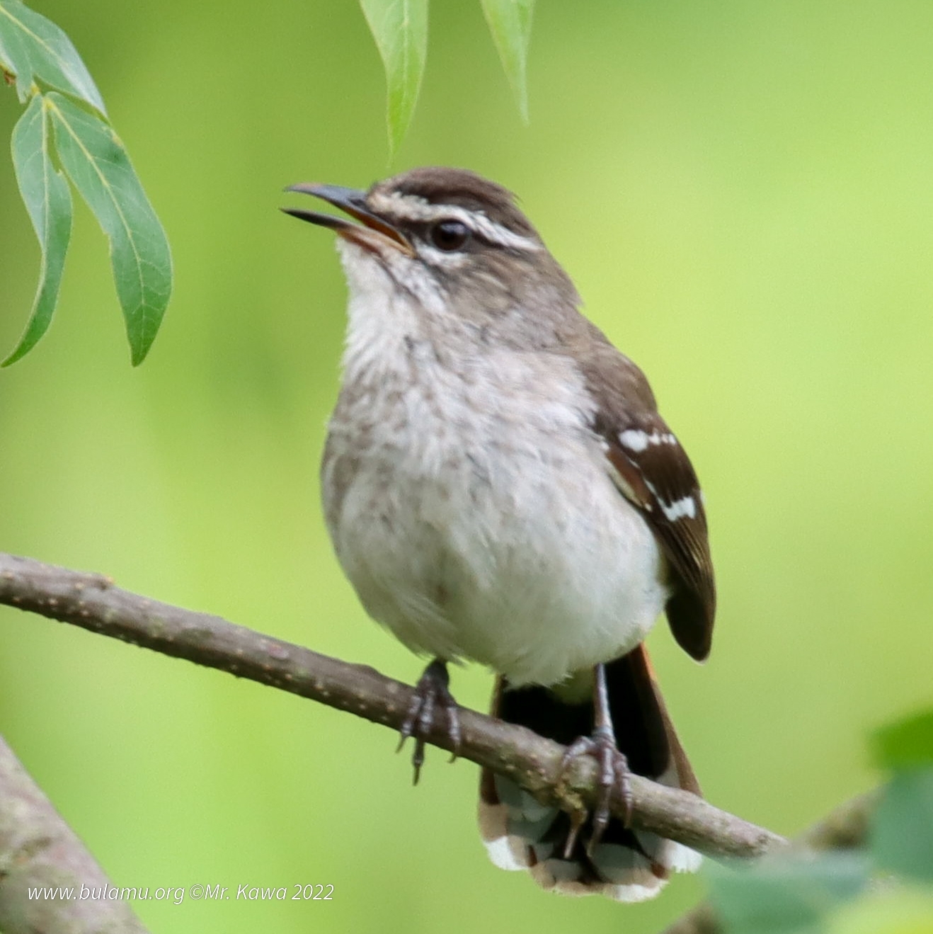 Bruinrugwaaierstaart (Cercotrichas hartlaubi)