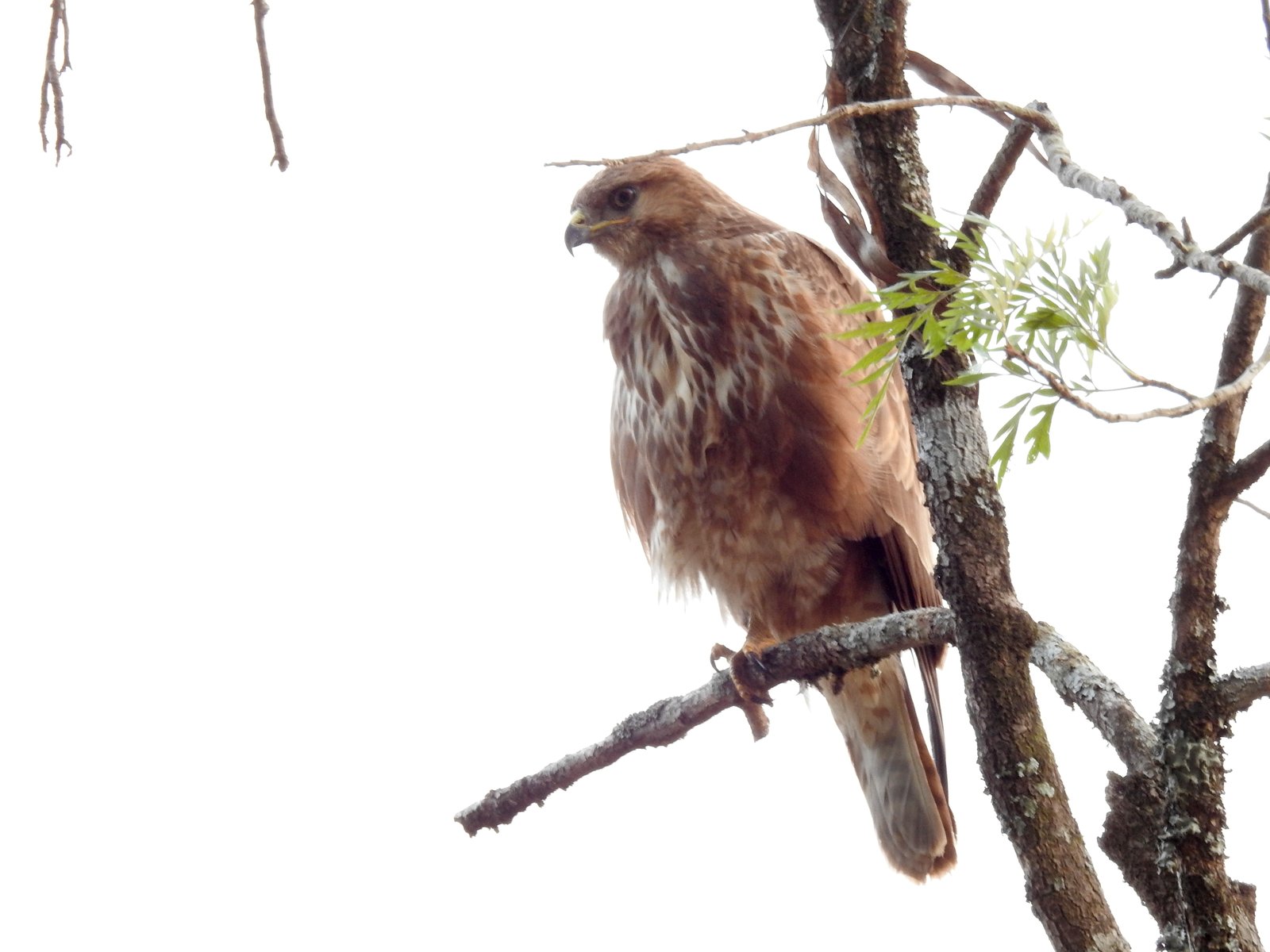Buizerd (Buteo buteo)
