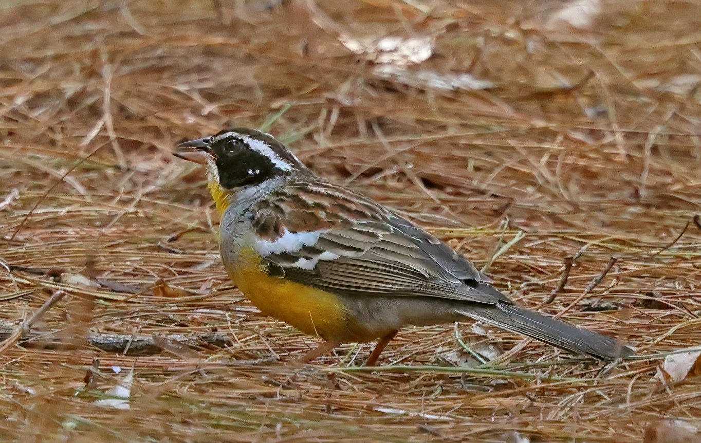 Cabanis' gors (Emberiza cabanisi)