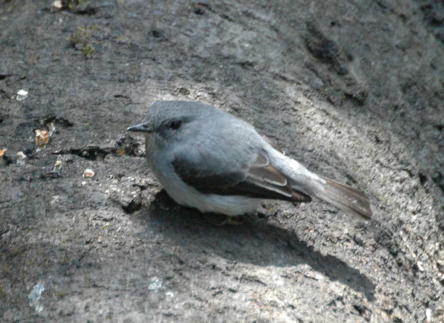 Cassins vliegenvanger (Muscicapa cassini)