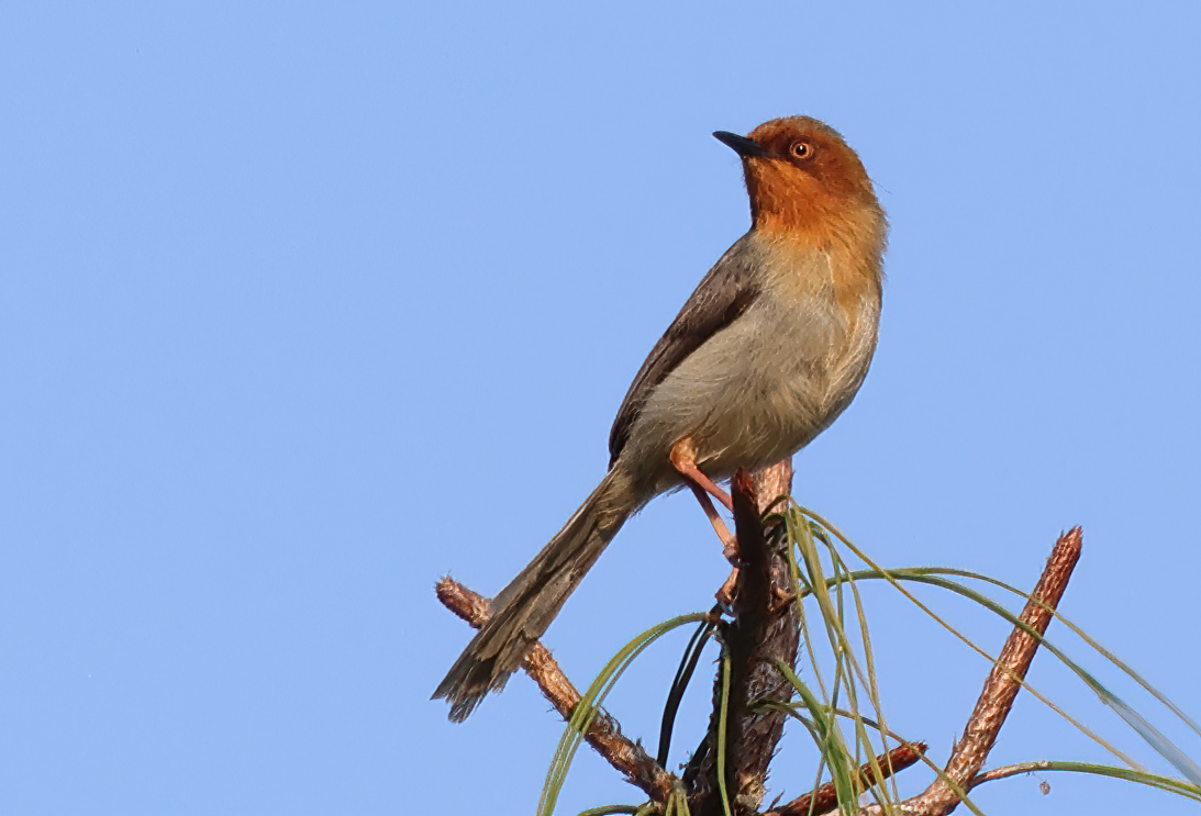 Chapins apalis (Apalis chapini)