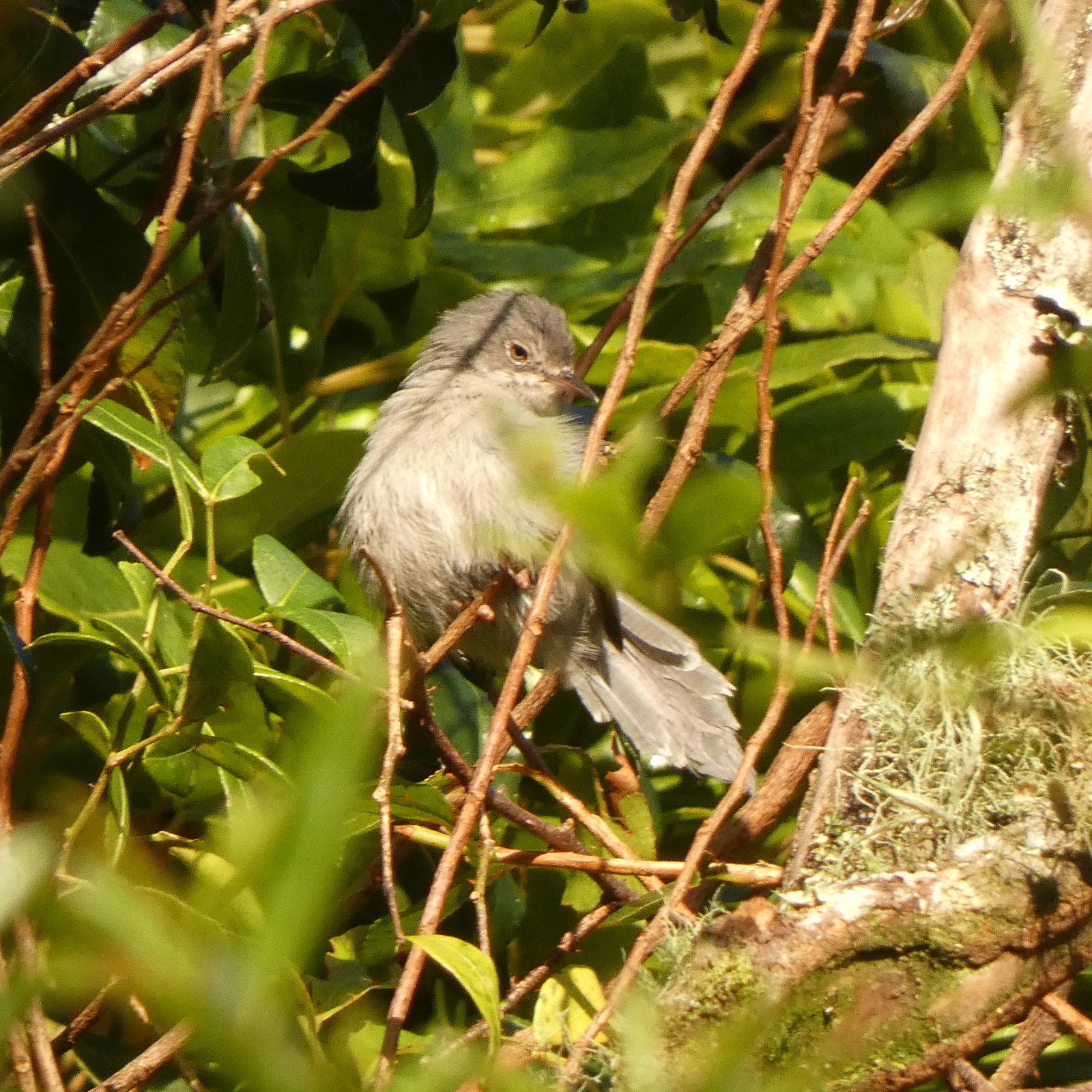Chirinda-apalis (Apalis chirindensis)
