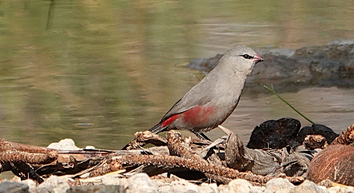 Cinderella-astrild (Glaucestrilda thomensis)