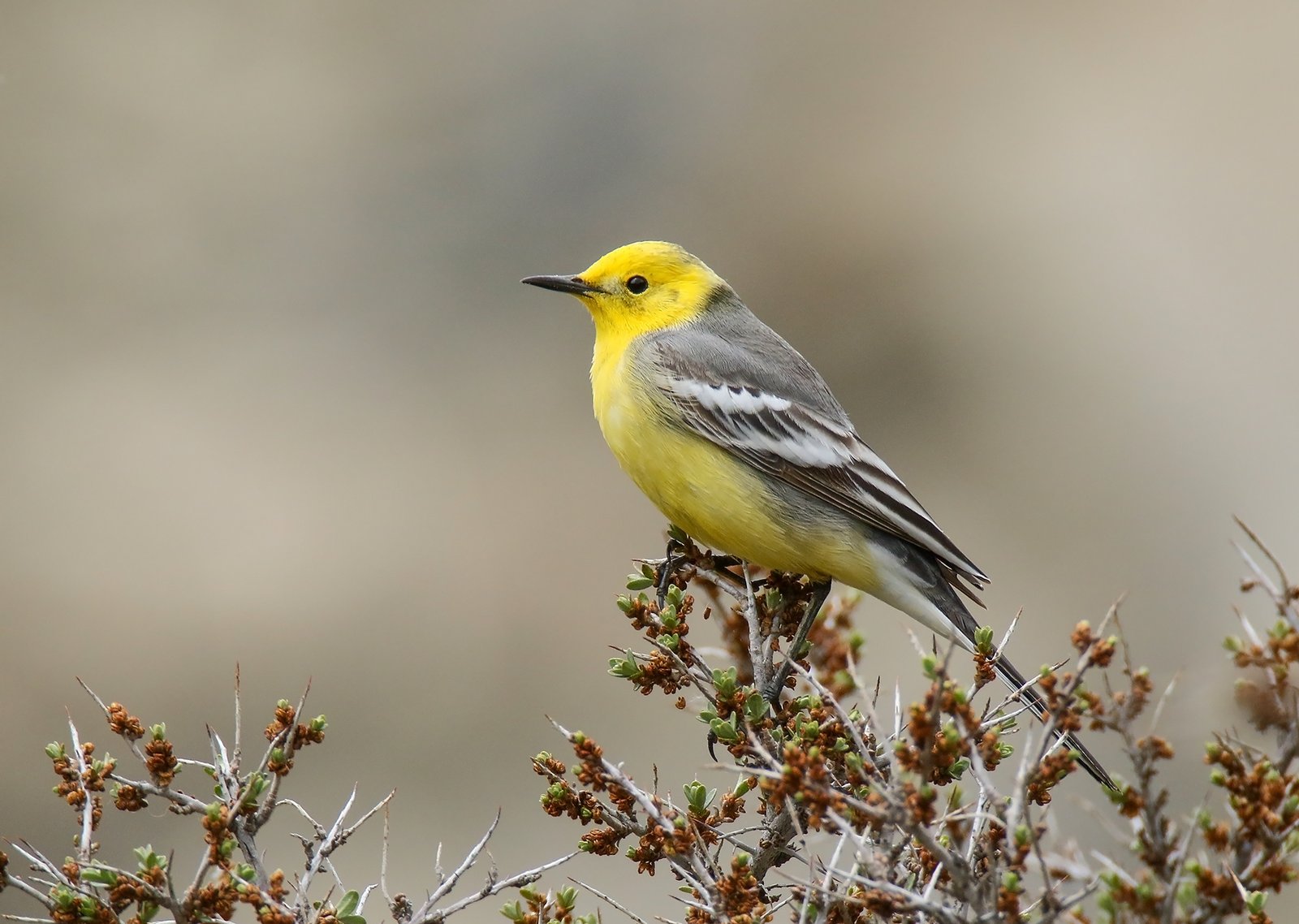 Citroenkwikstaart (Motacilla citreola)
