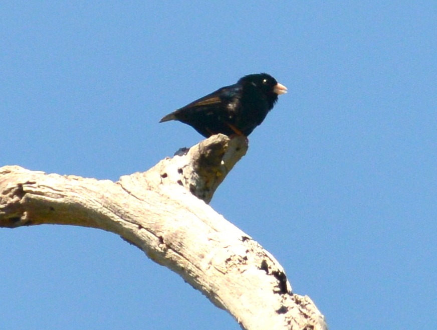 Codringtons staalvink (Vidua codringtoni)