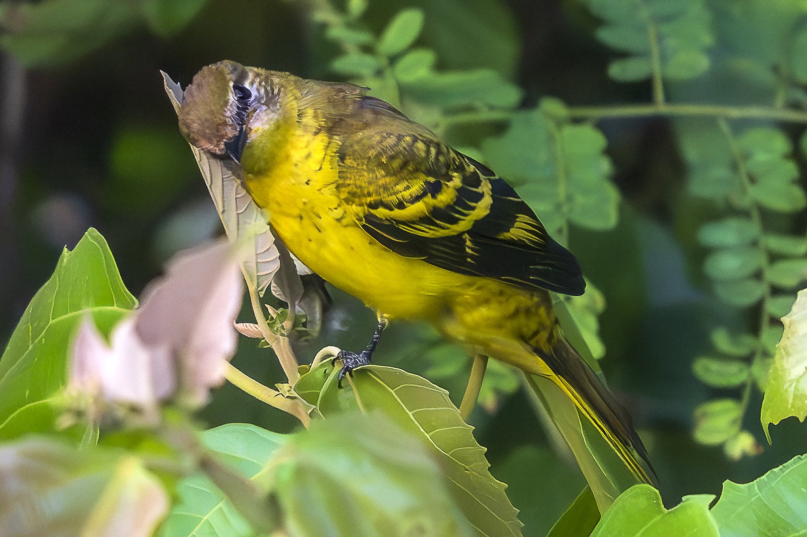 Congolese rupsvogel (Campephaga petiti)