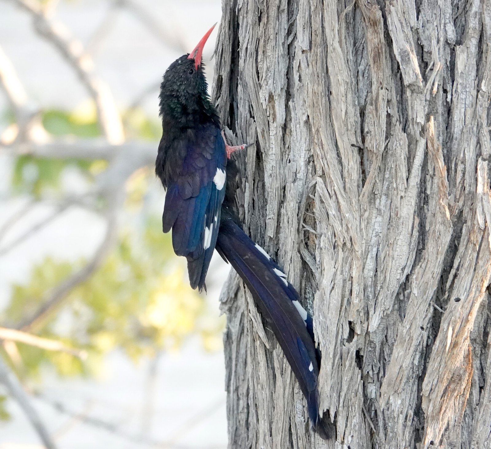 Damarakakelaar (Phoeniculus damarensis)