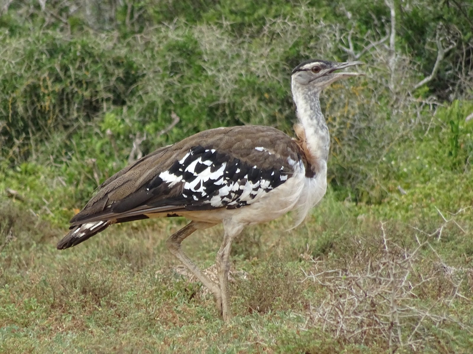 Denhams trap (Neotis denhami)