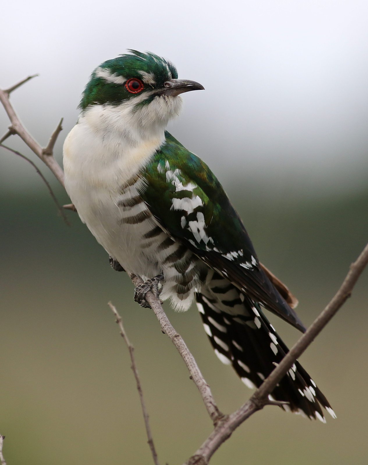 Diederikkoekoek (Chrysococcyx caprius)
