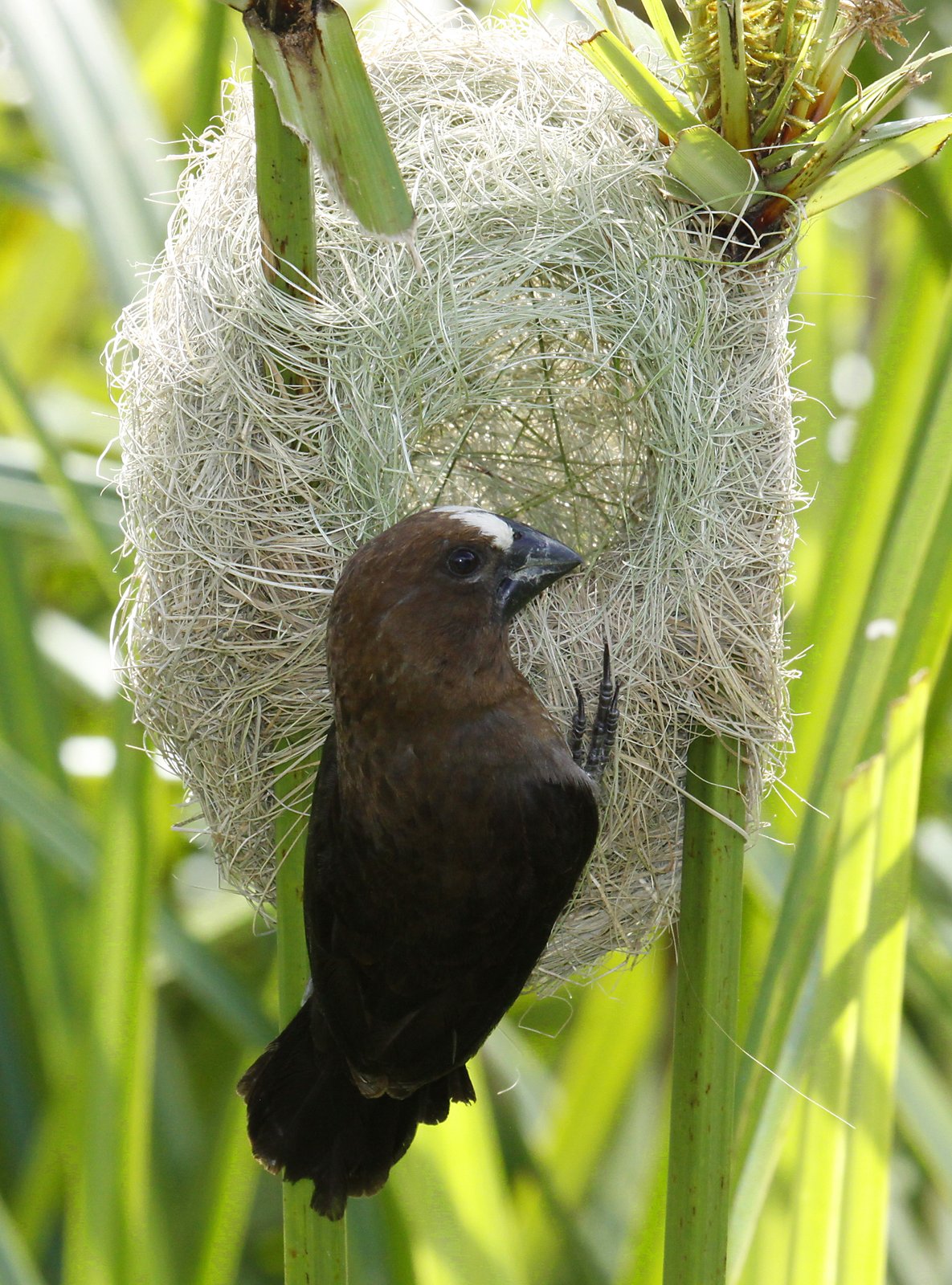 Dikbekwever (Amblyospiza albifrons)
