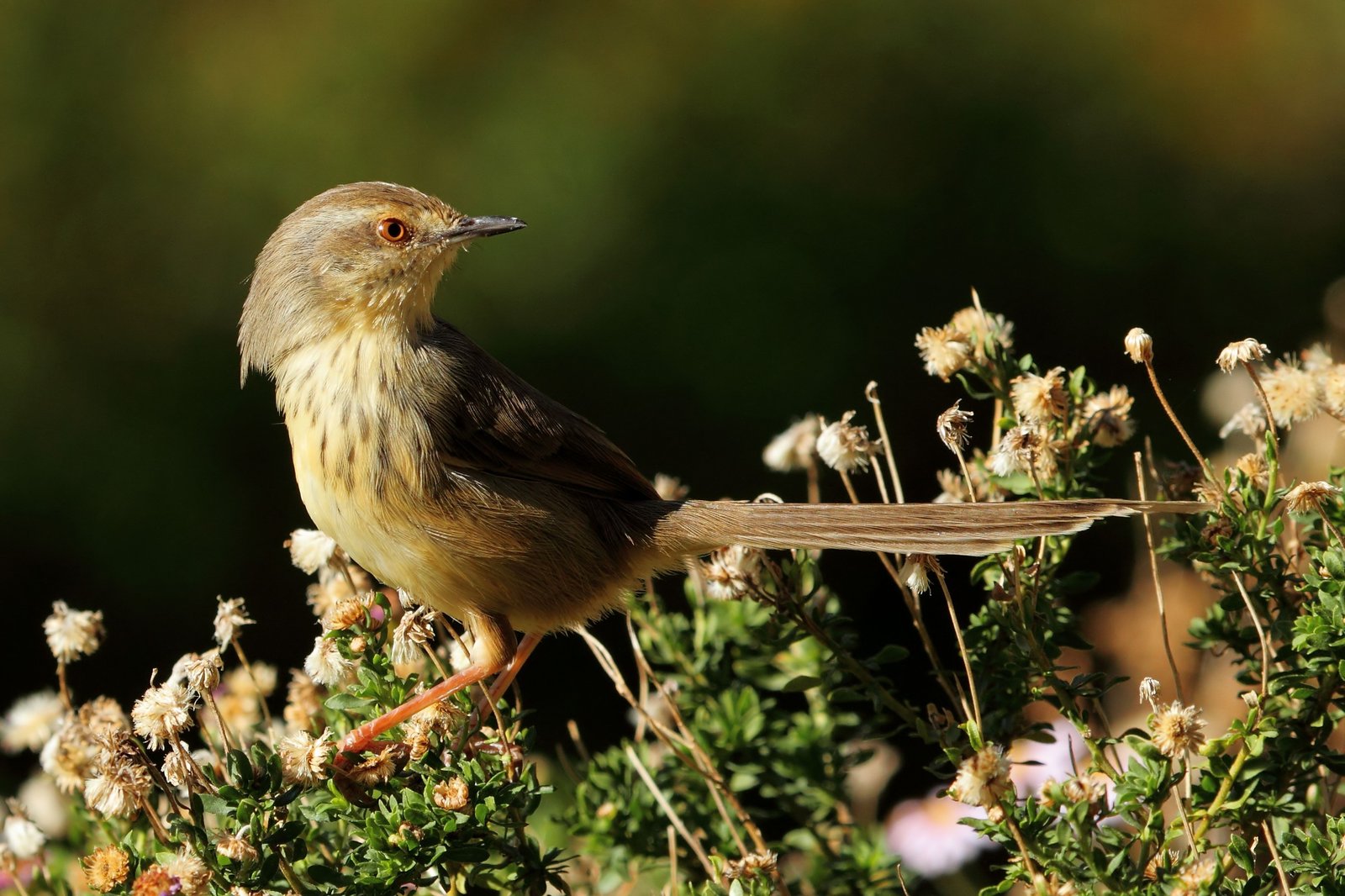 Drakensbergprinia (Prinia hypoxantha)