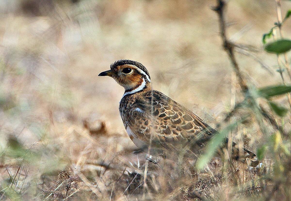 Driebandrenvogel (Rhinoptilus cinctus)