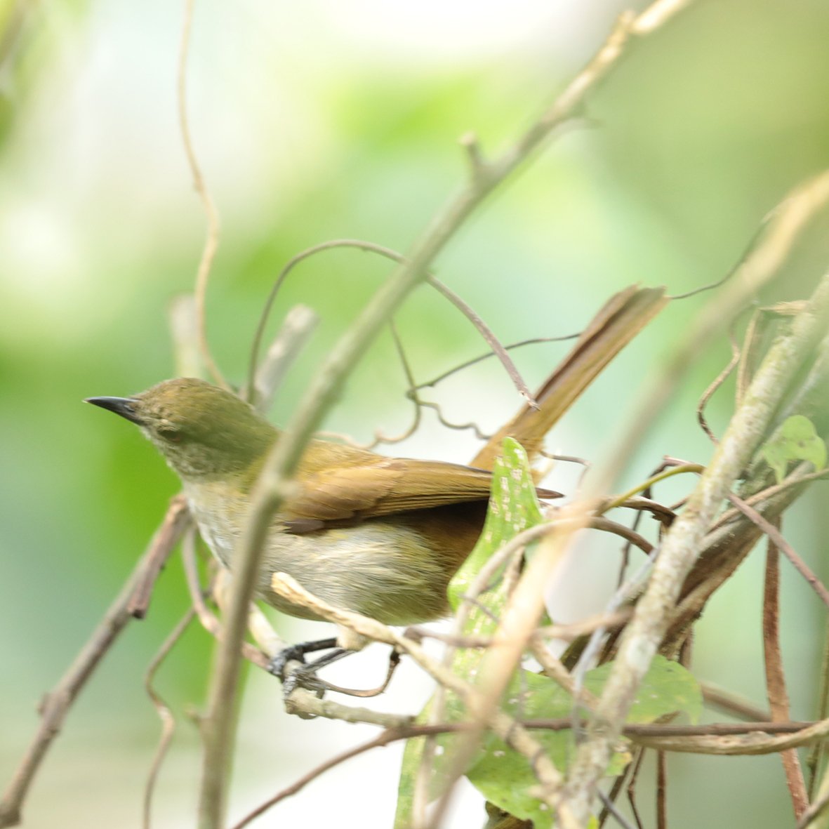Dunsnavelbuulbuul (Stelgidillas gracilirostris)