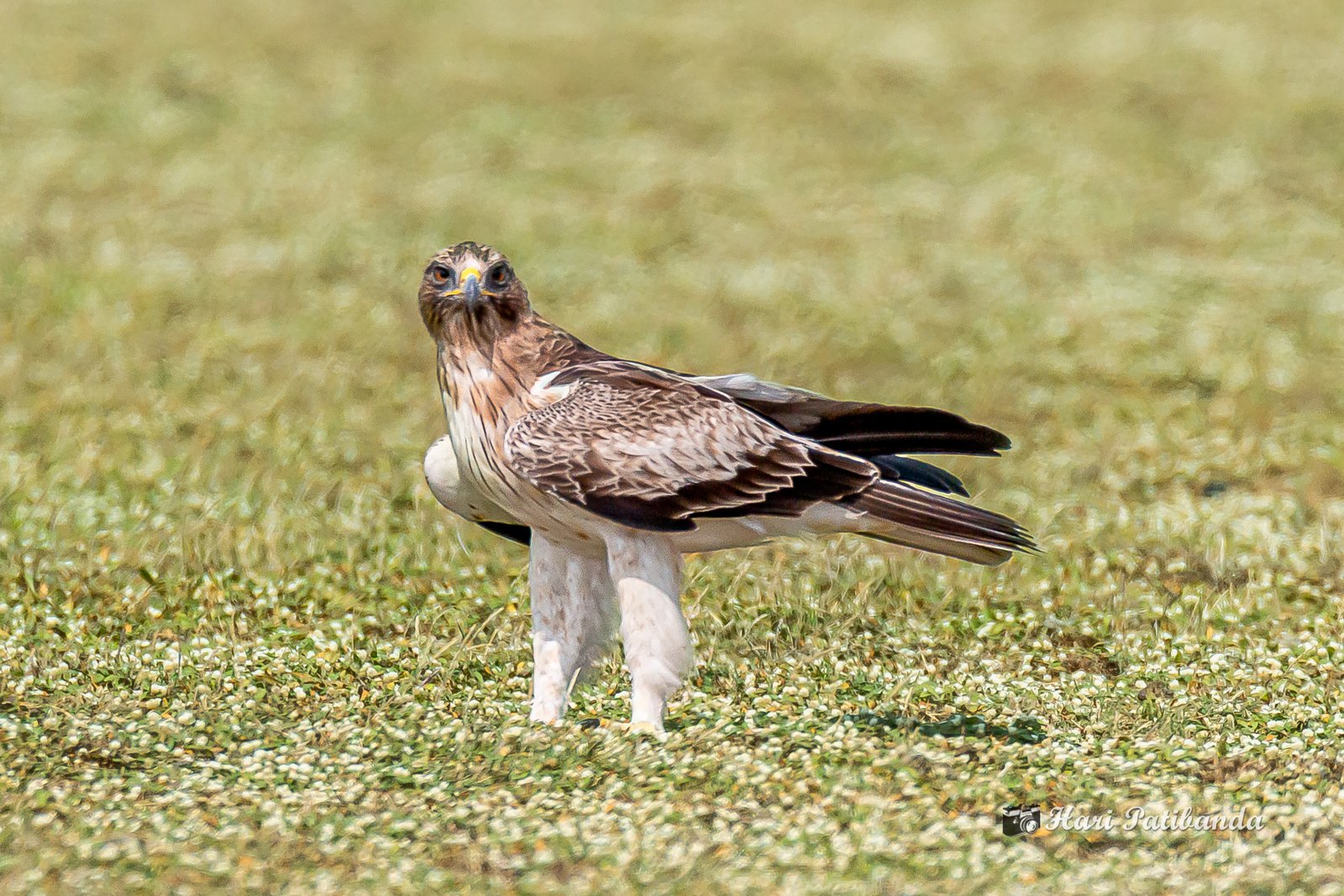 Dwergarend (Hieraaetus pennatus)