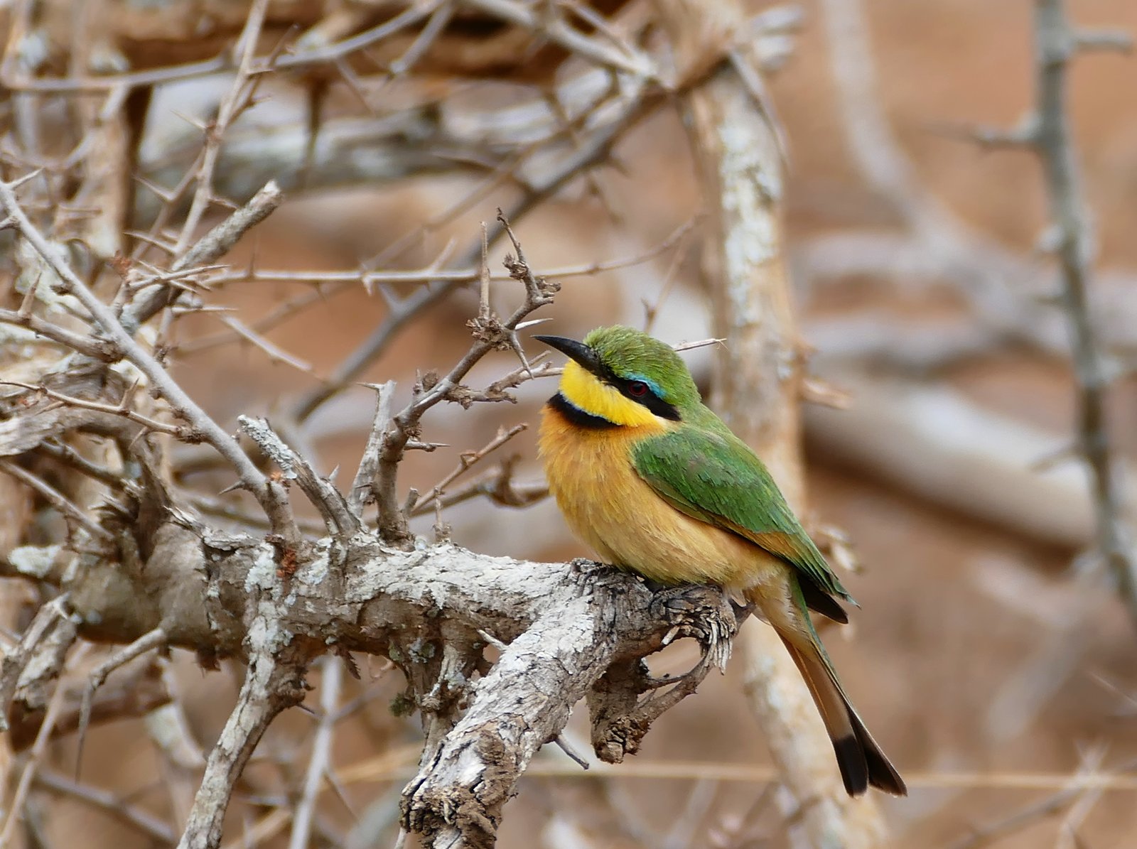 Dwergbijeneter (Merops pusillus)