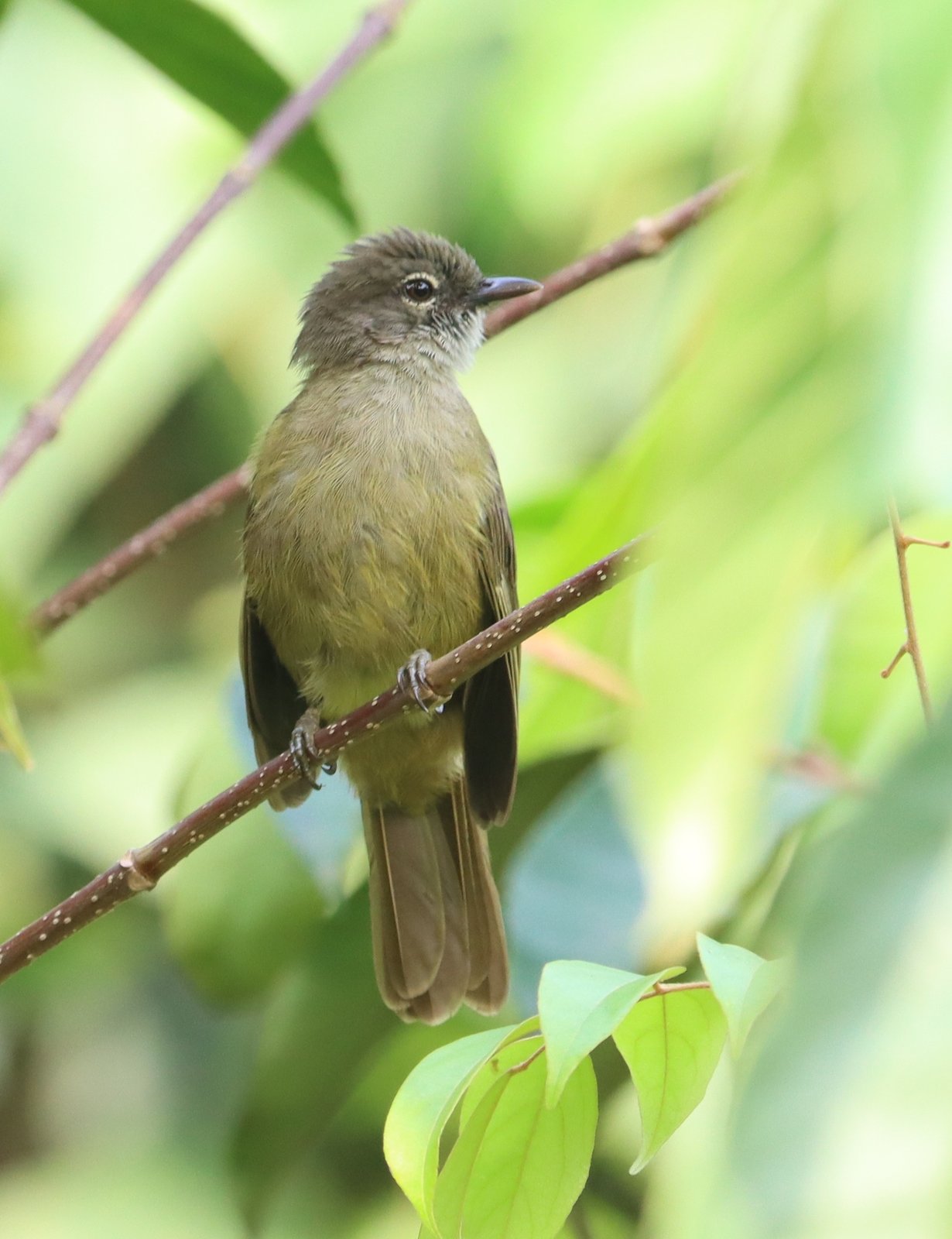 Dwergbuulbuul (Eurillas gracilis)