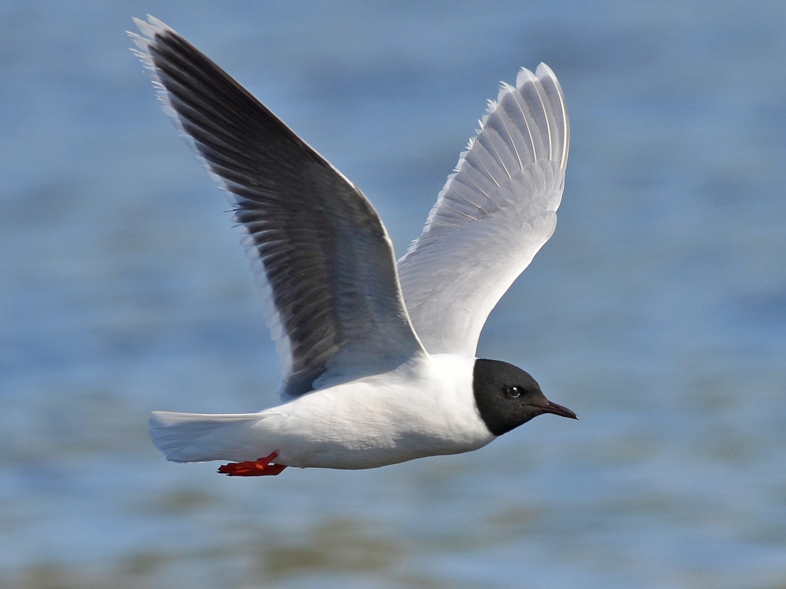 Dwergmeeuw (Hydrocoloeus minutus)