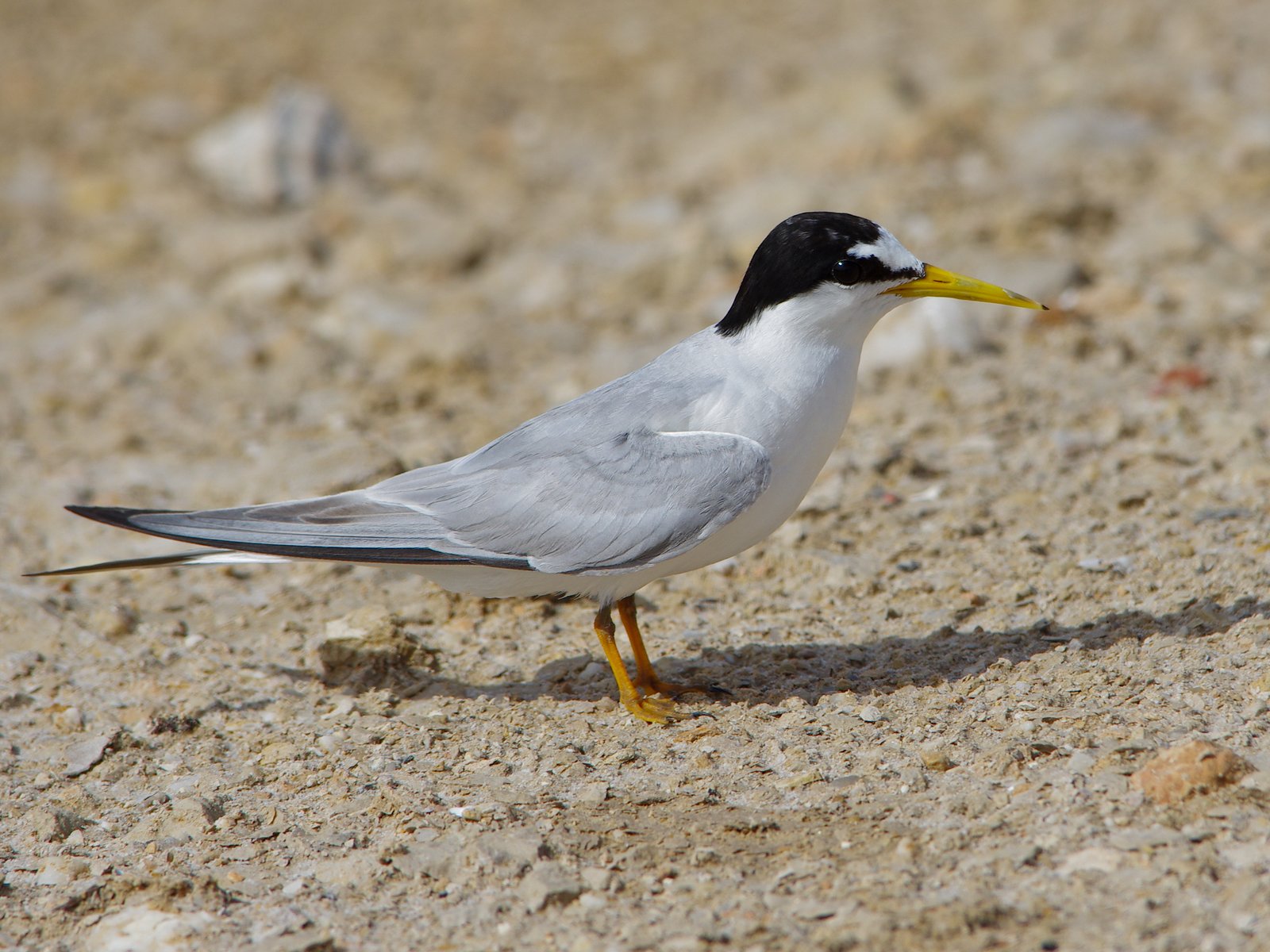 Dwergstern (Sternula albifrons)