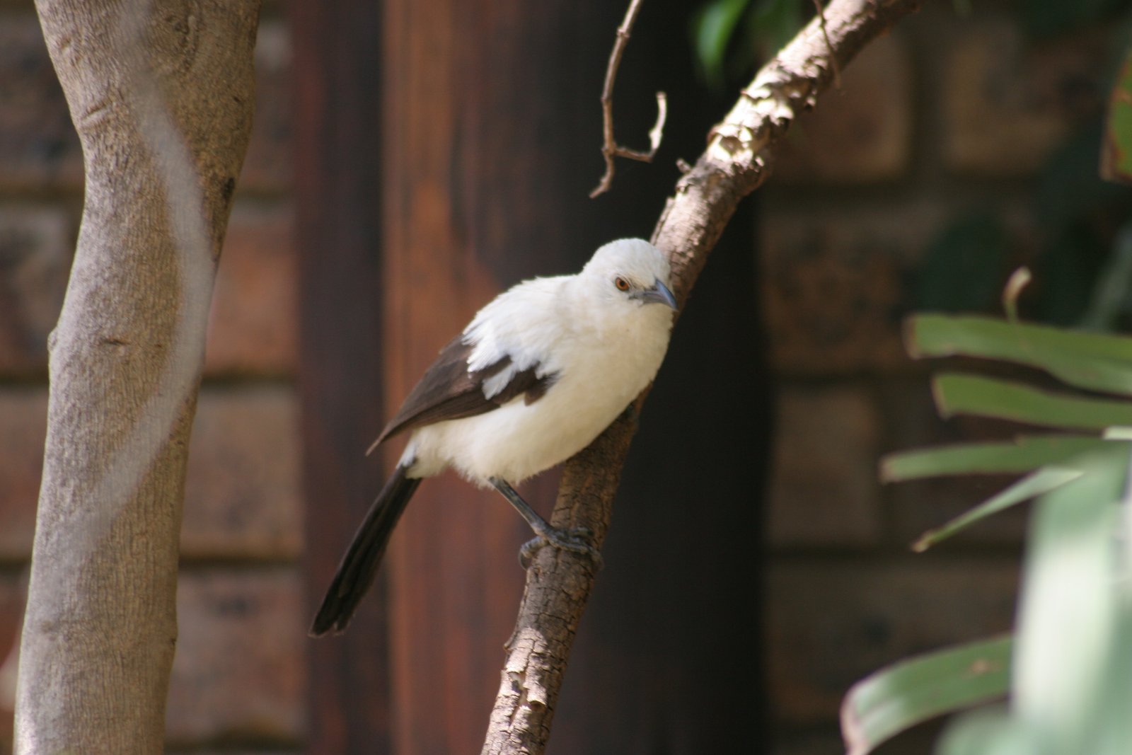 Eksterbabbelaar (Turdoides bicolor)