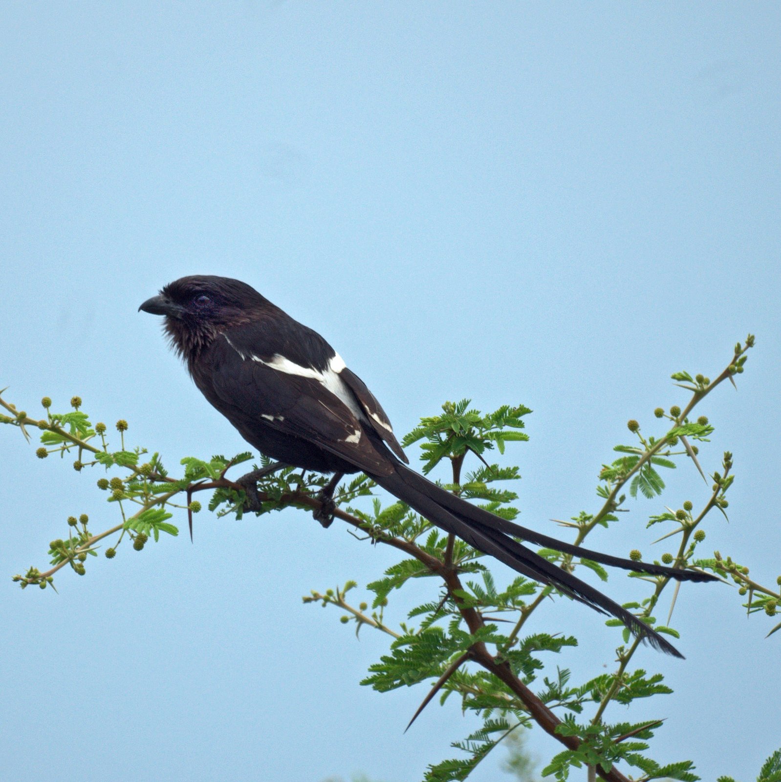 Eksterklauwier (Urolestes melanoleucus)