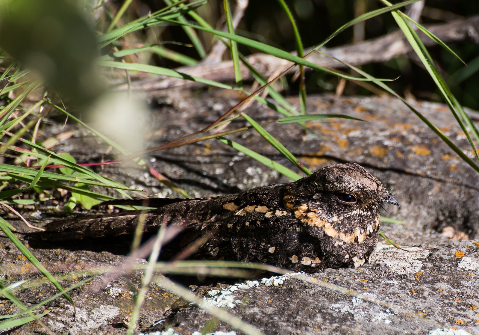 Ethiopische nachtzwaluw (Caprimulgus poliocephalus)