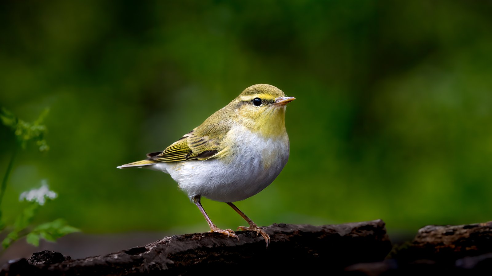 Fluiter (Phylloscopus sibilatrix)