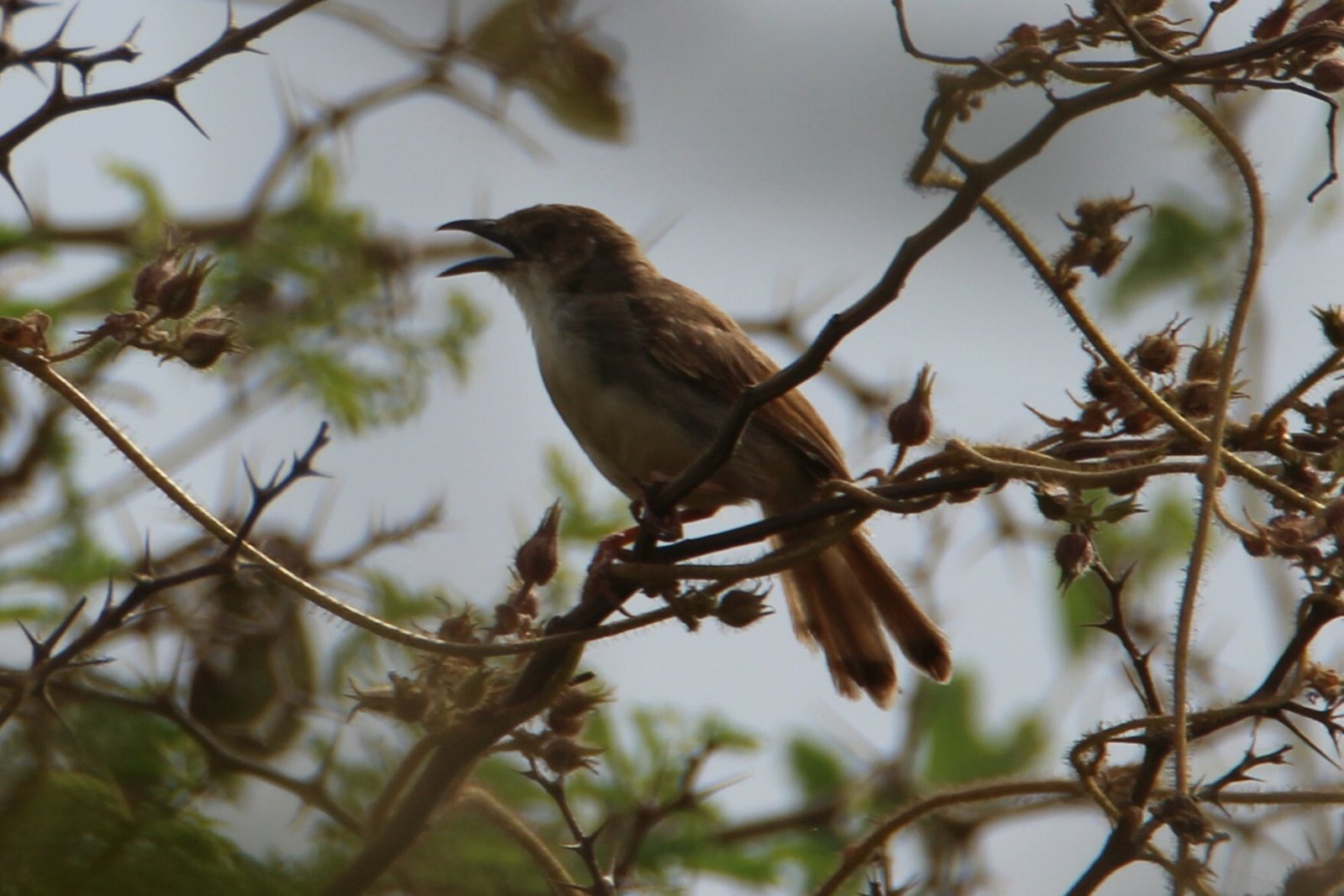 Fluitgraszanger (Cisticola lateralis)