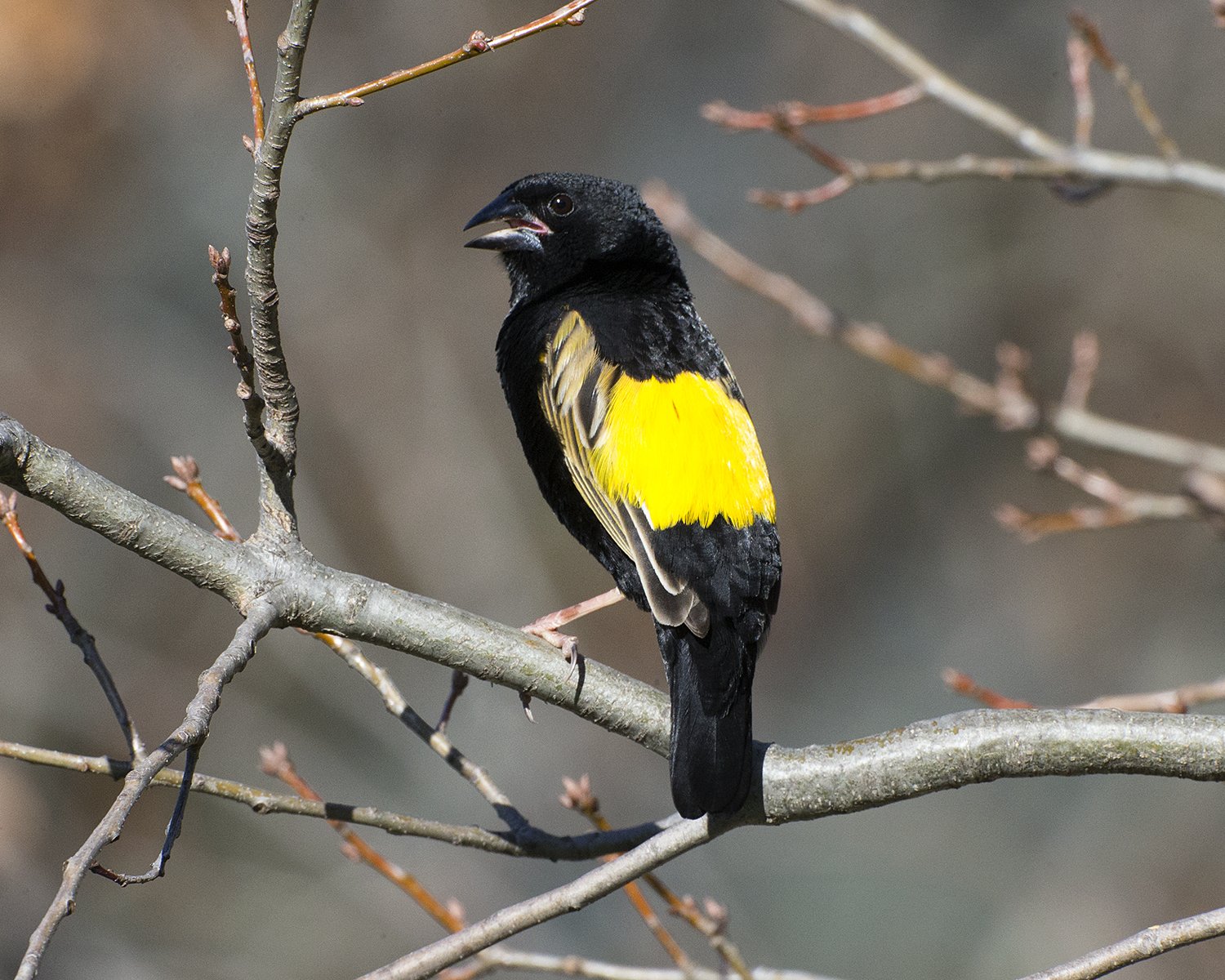 Fluweelwidavink (Euplectes capensis)