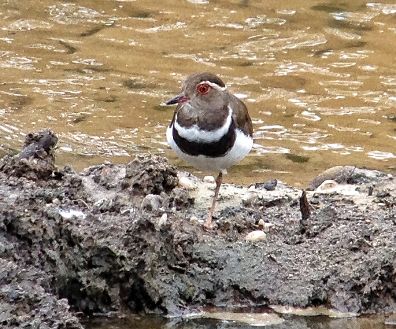 Forbes' plevier (Thinornis forbesi)