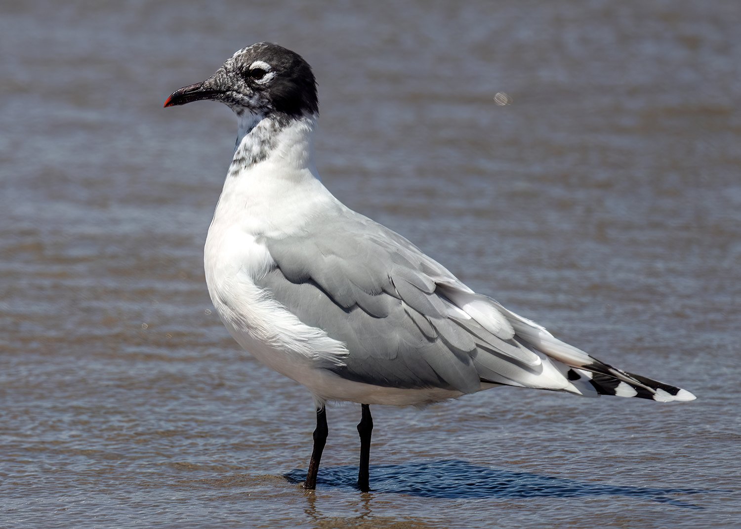 Franklins meeuw (Leucophaeus pipixcan)