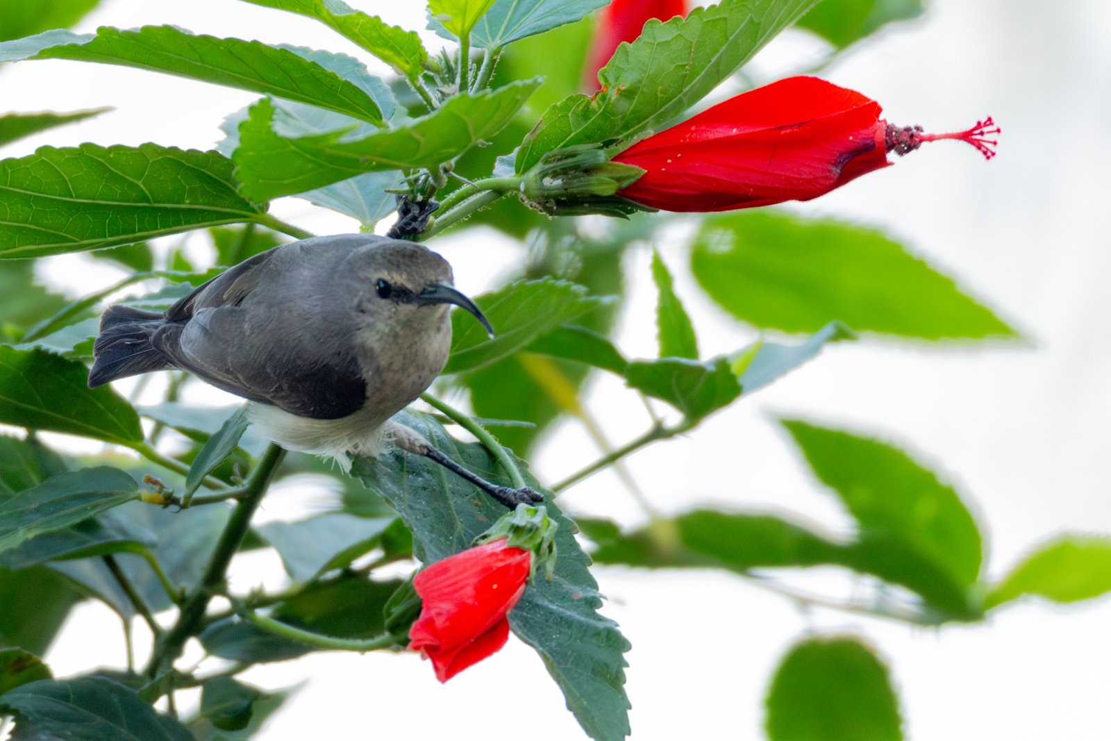 Fülleborns honingzuiger (Cinnyris fuelleborni)