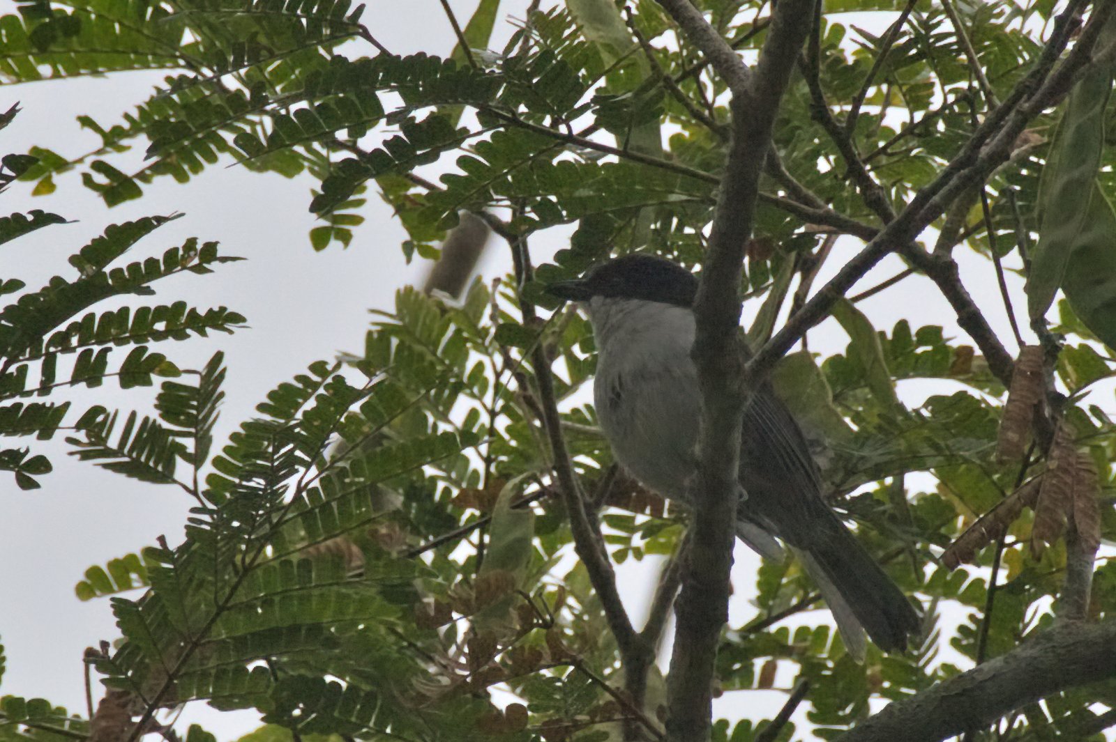 Gabonpoederdonsklauwier (Dryoscopus angolensis)