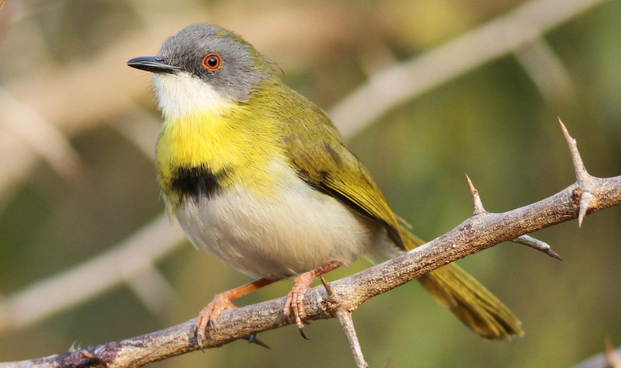 Geelborstapalis (Apalis flavida)