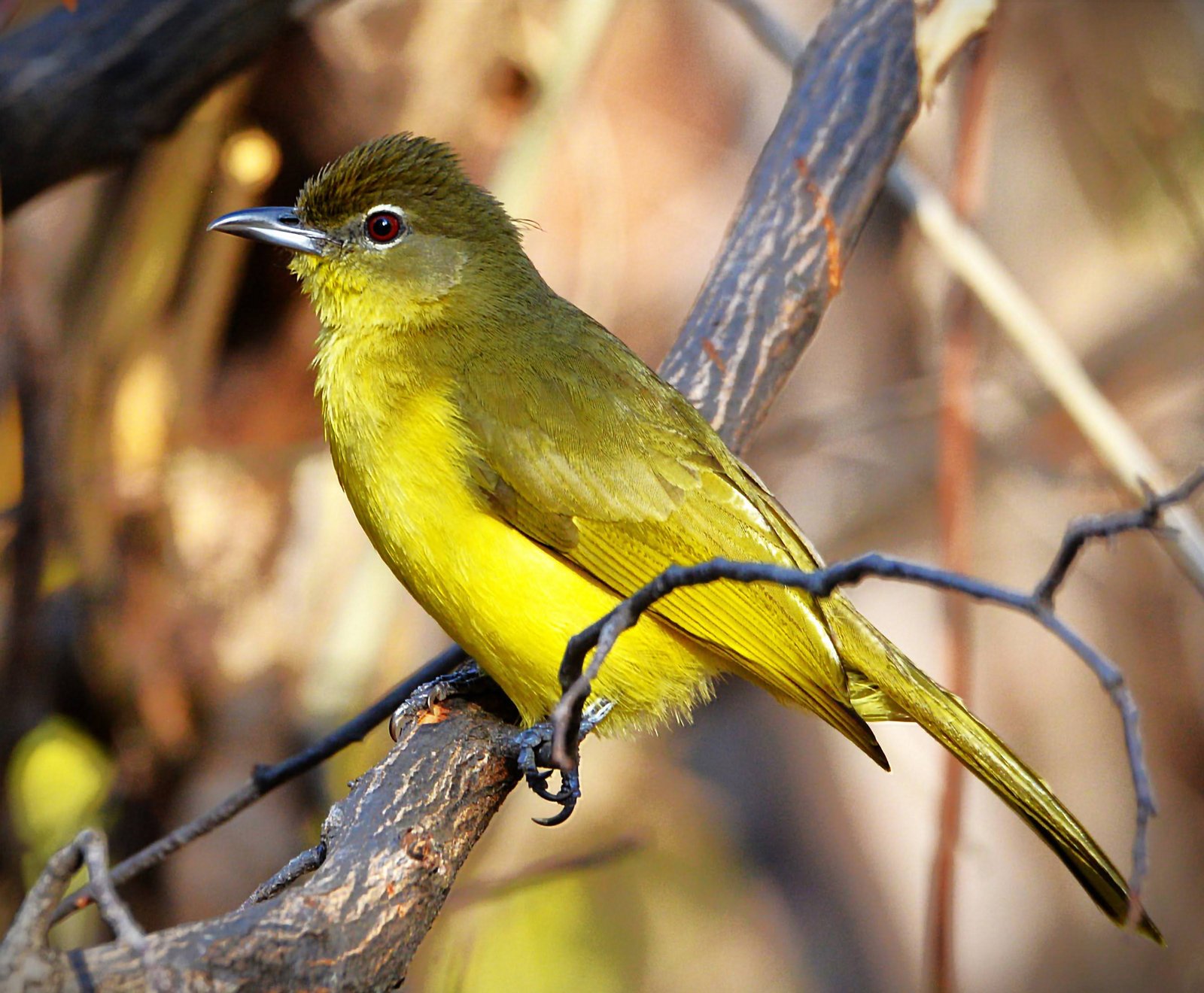 Geelborstbuulbuul (Chlorocichla flaviventris)