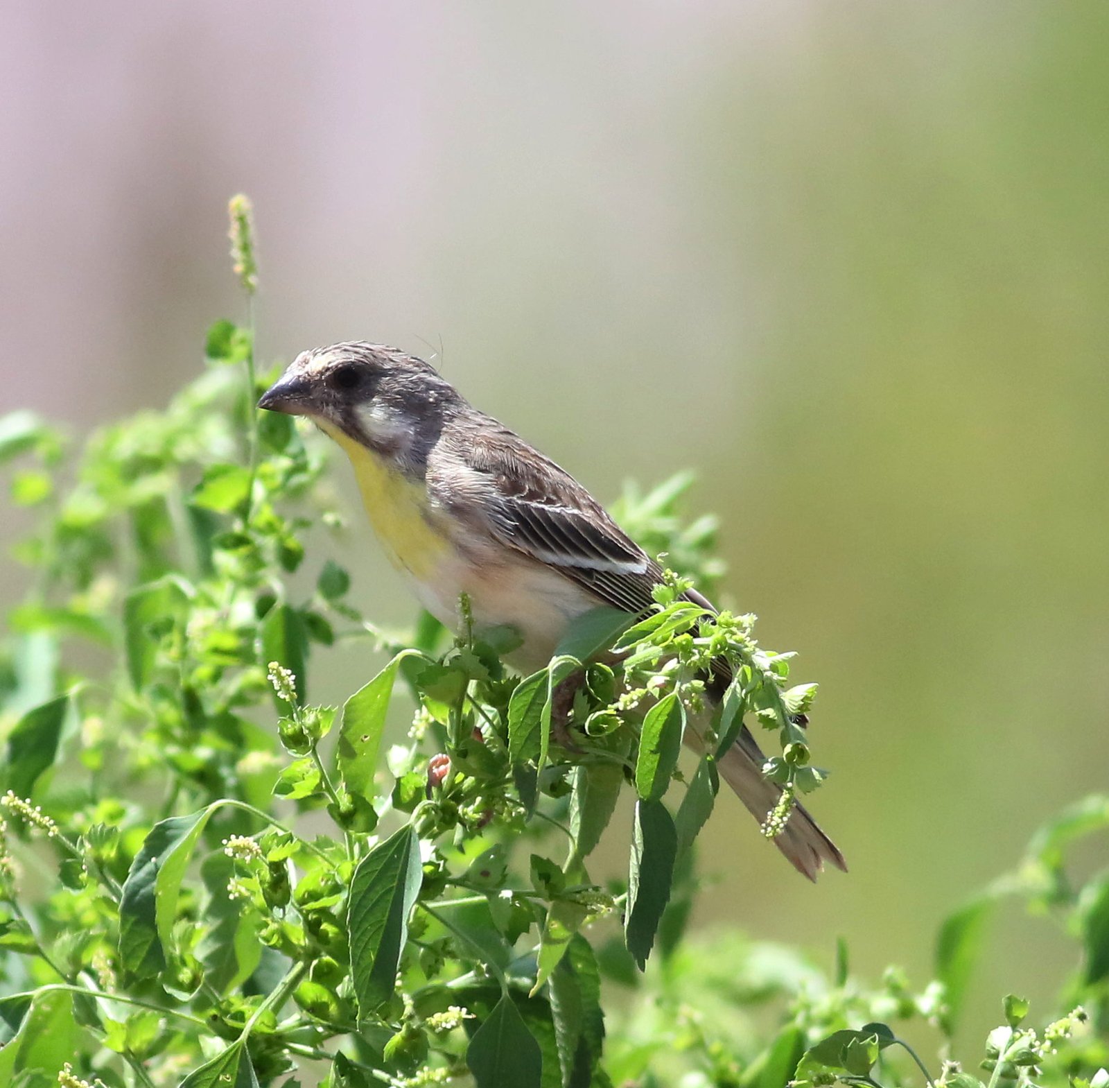 Geelborstkanarie (Crithagra citrinipectus)