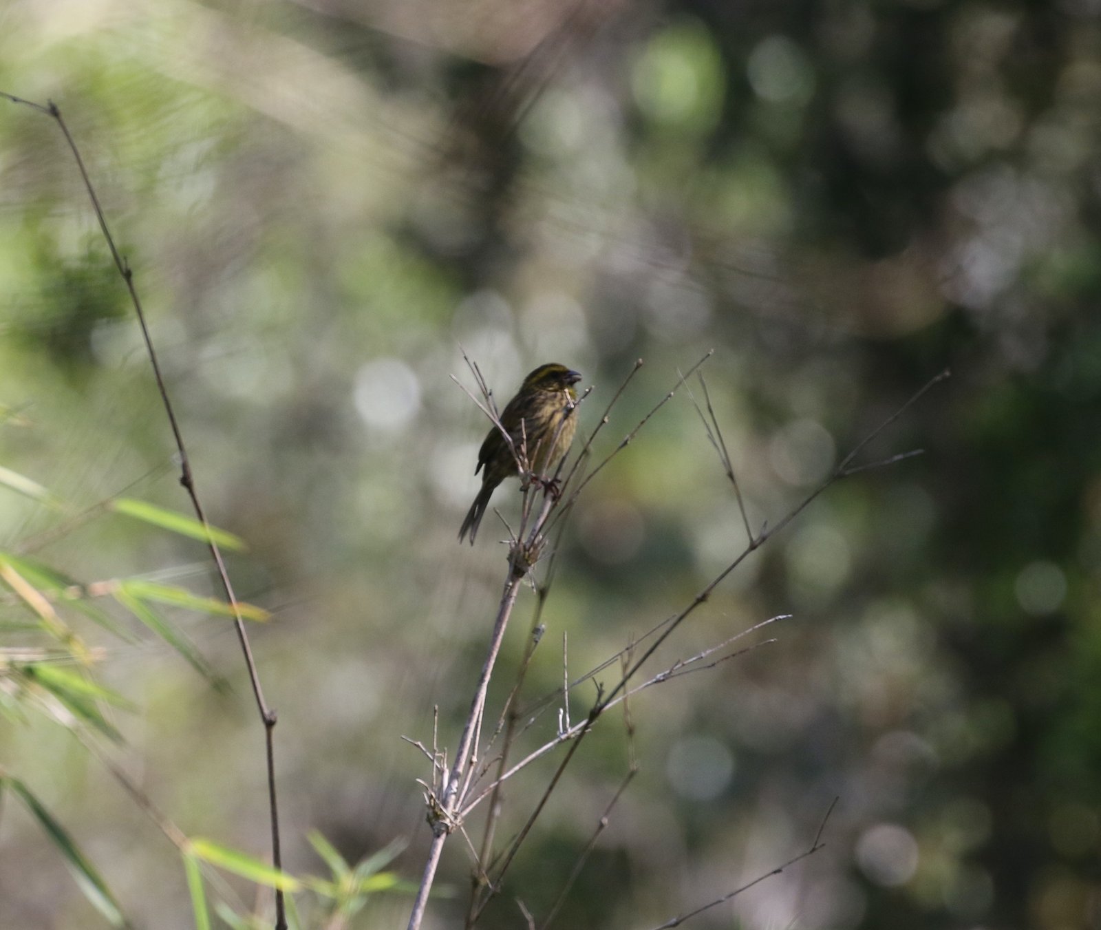 Geelbrauwkanarie (Crithagra whytii)