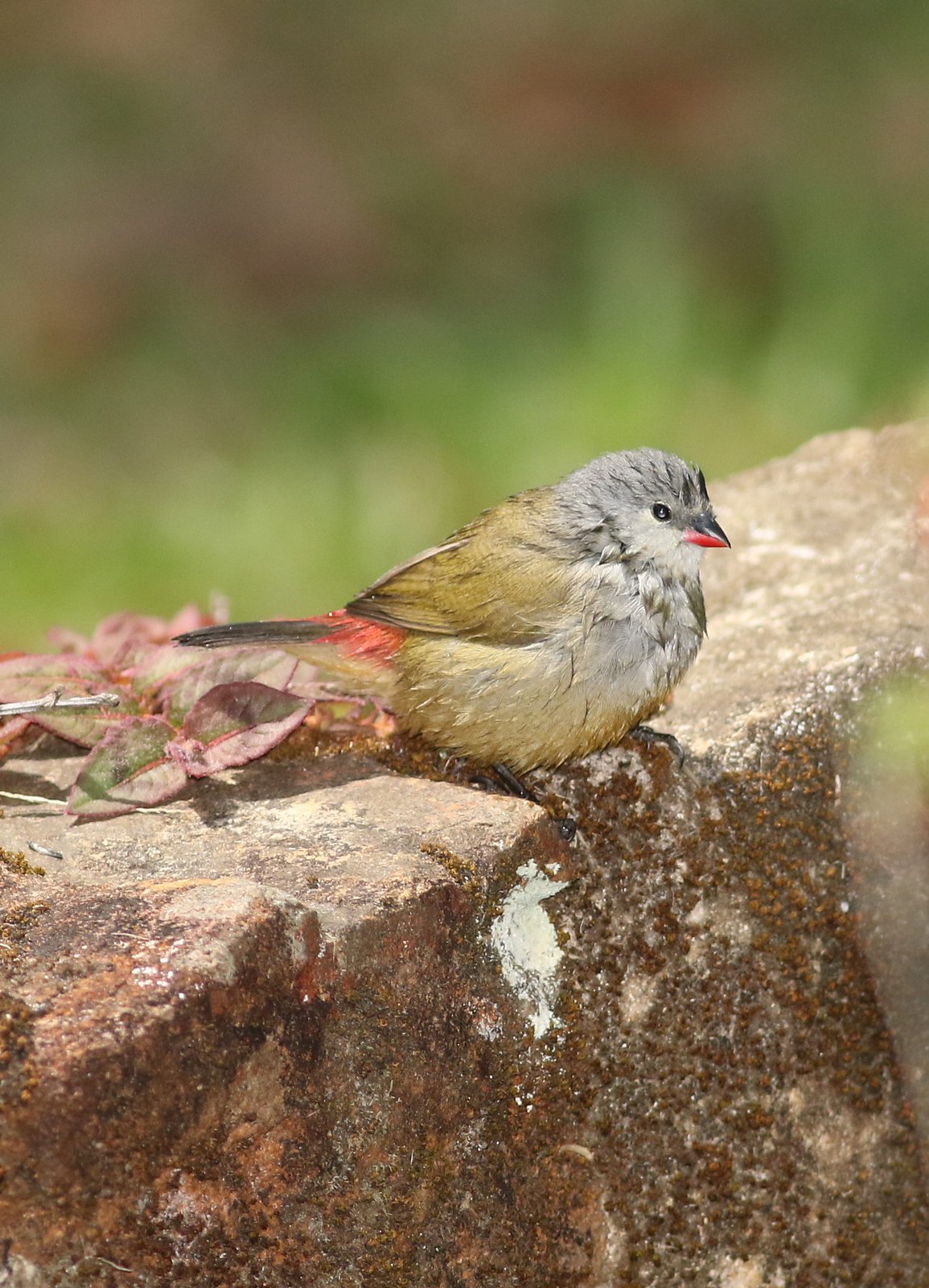 Geelbuikastrild (Coccopygia quartinia)