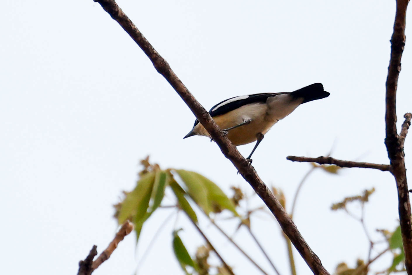 Geelbuikhyliota (Hyliota flavigaster)